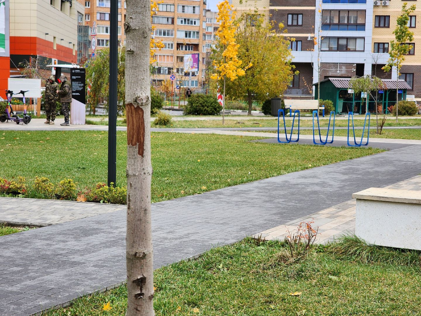 Дубна, Благоустройство, Новые деревья, Сквер,