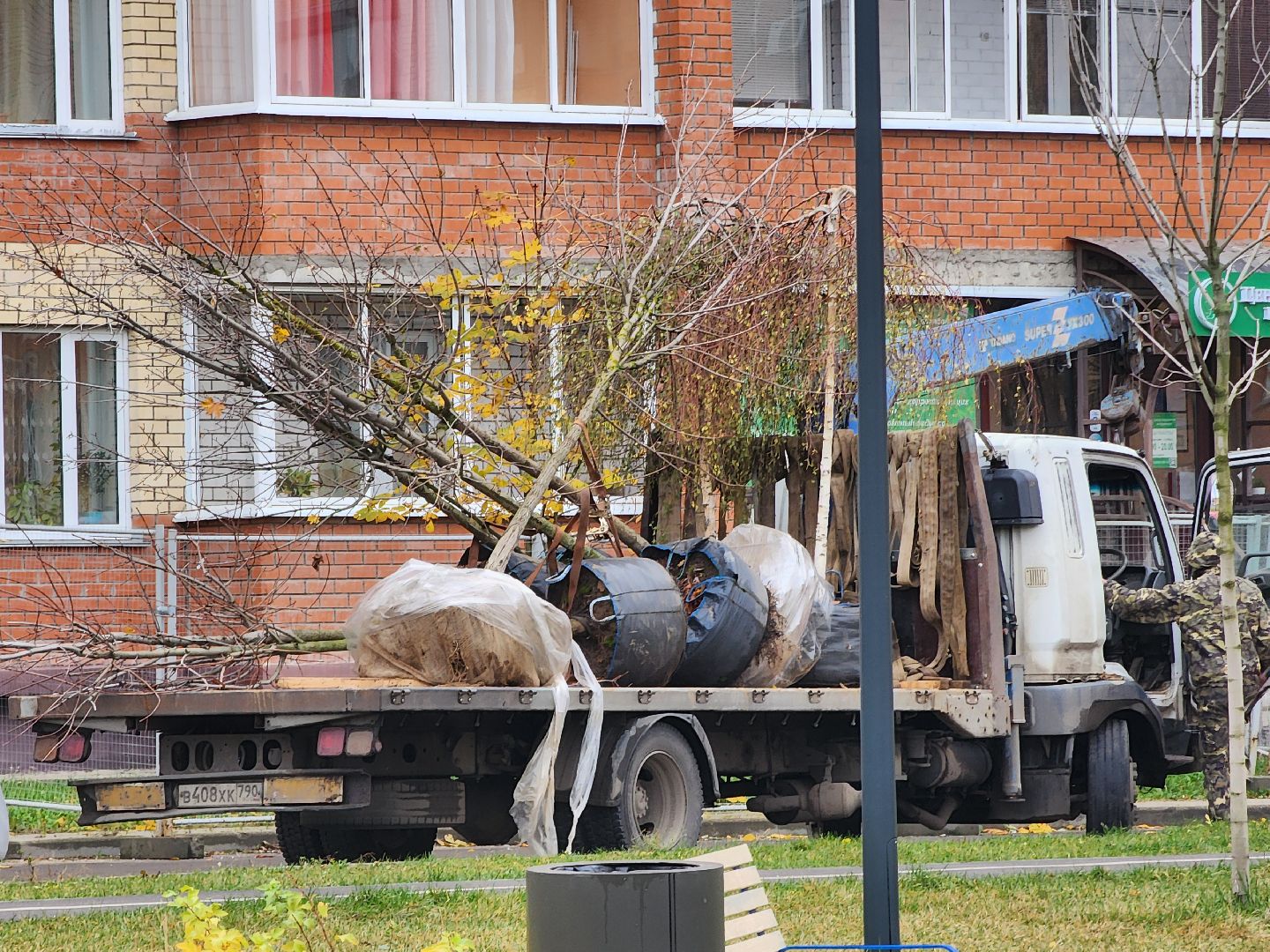 Дубна, Благоустройство, Новые деревья, Сквер,