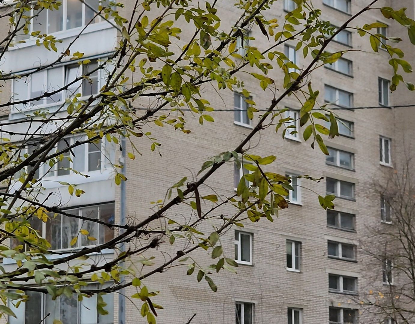 Дубна, Деревья, Подготовка к зиме, Благоустройство,