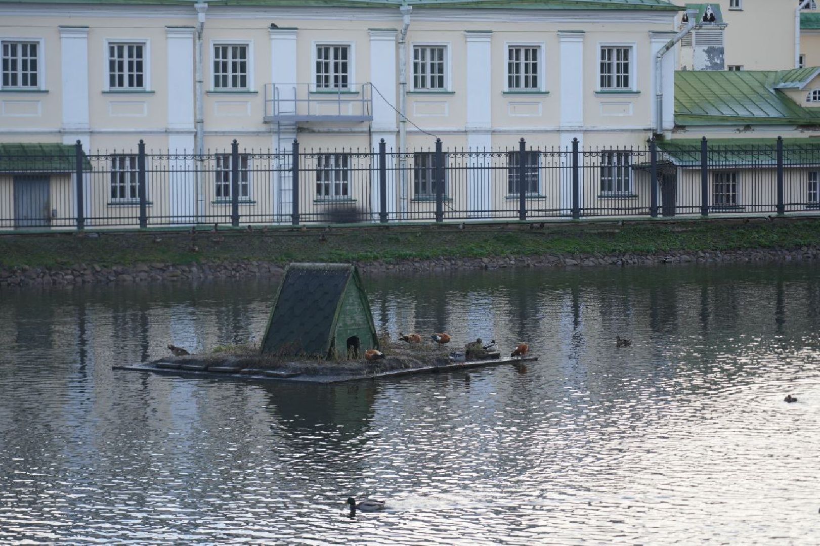 Огари, Сергиев Посад, Осень, Природа, Птицы, вертикалка,