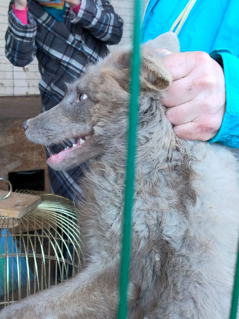 Здравоохранение, животные, вакцинация, ветеринария