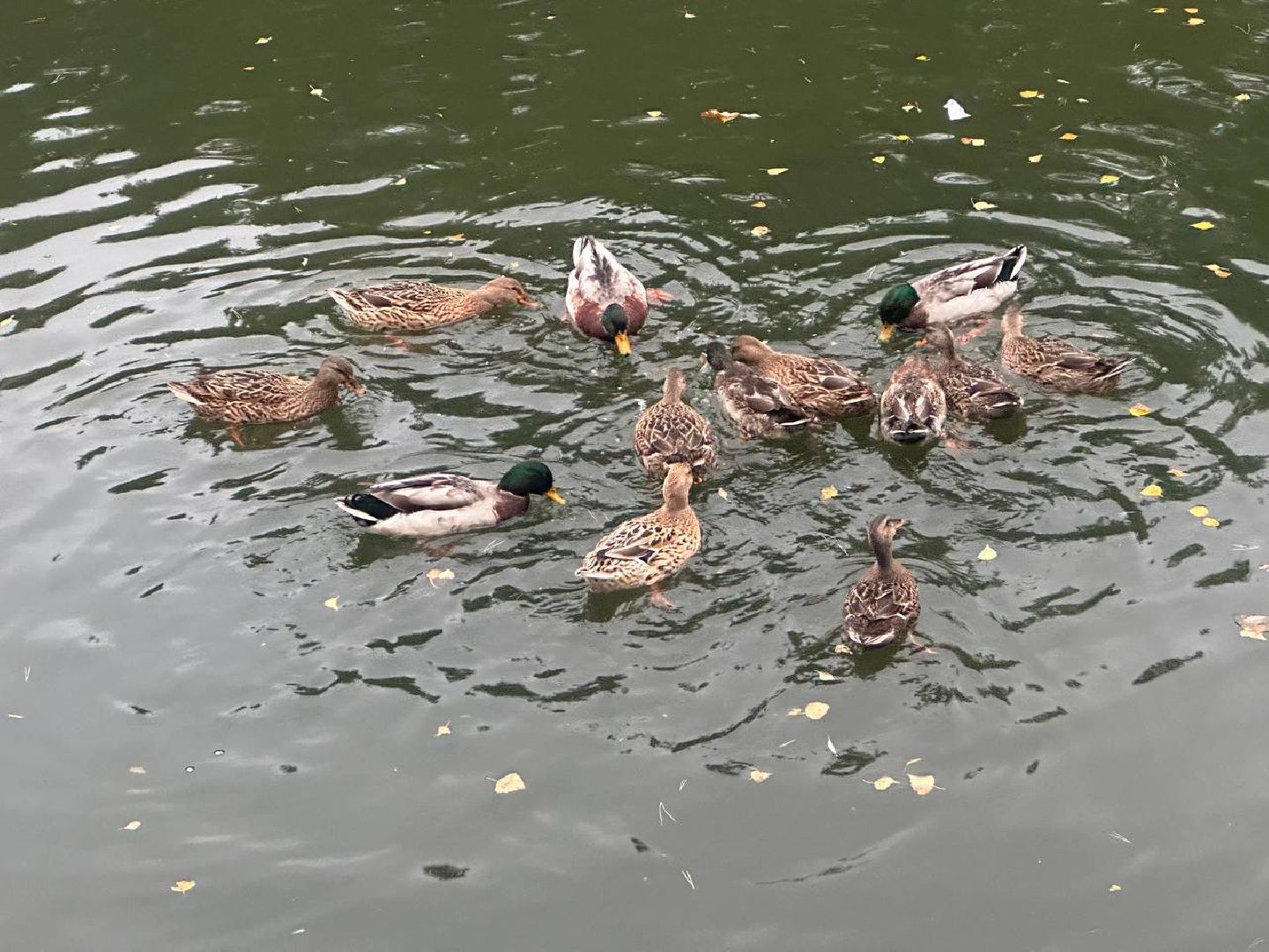 утки, корм для уток, парки,