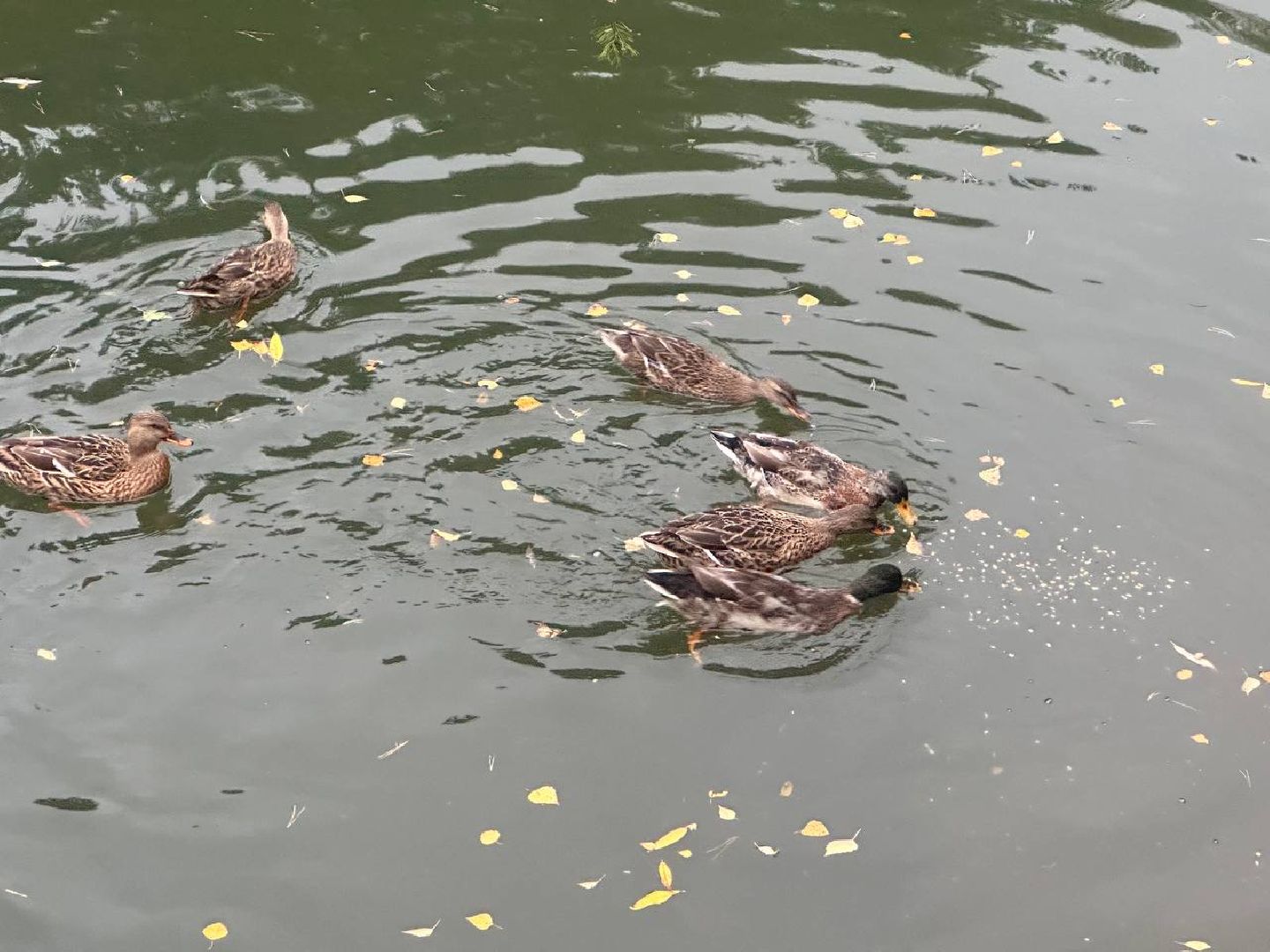 утки, корм для уток, парки,