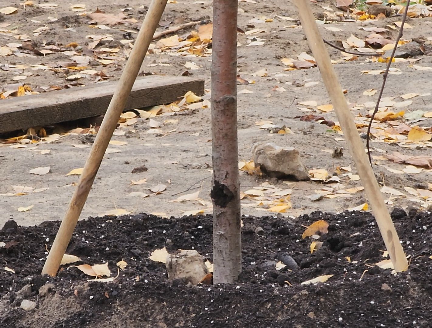 Дубна, Благоустройство, Сквер журавлева, вертикалка,