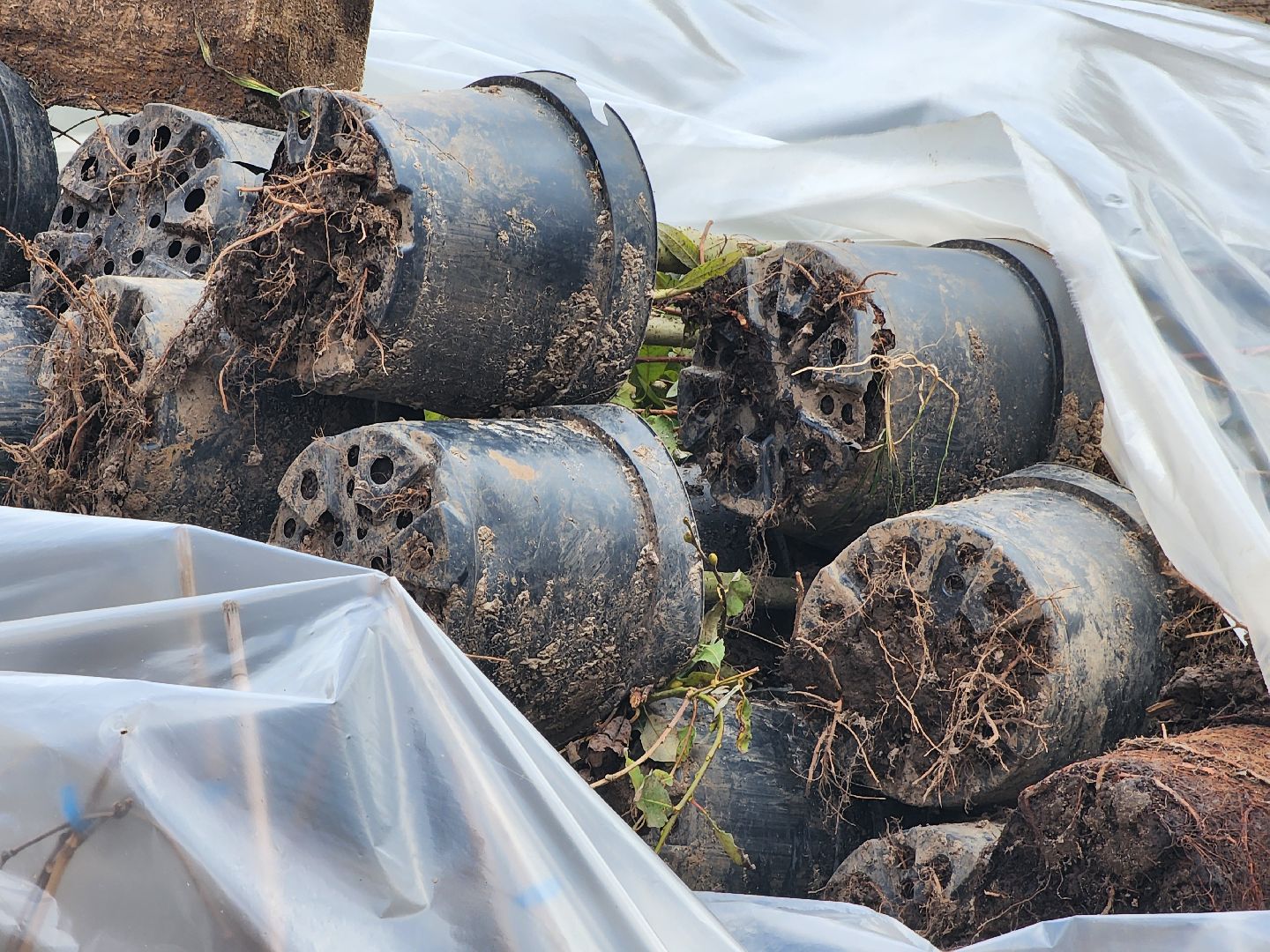 Дубна, Благоустройство, Сквер журавлева, вертикалка,