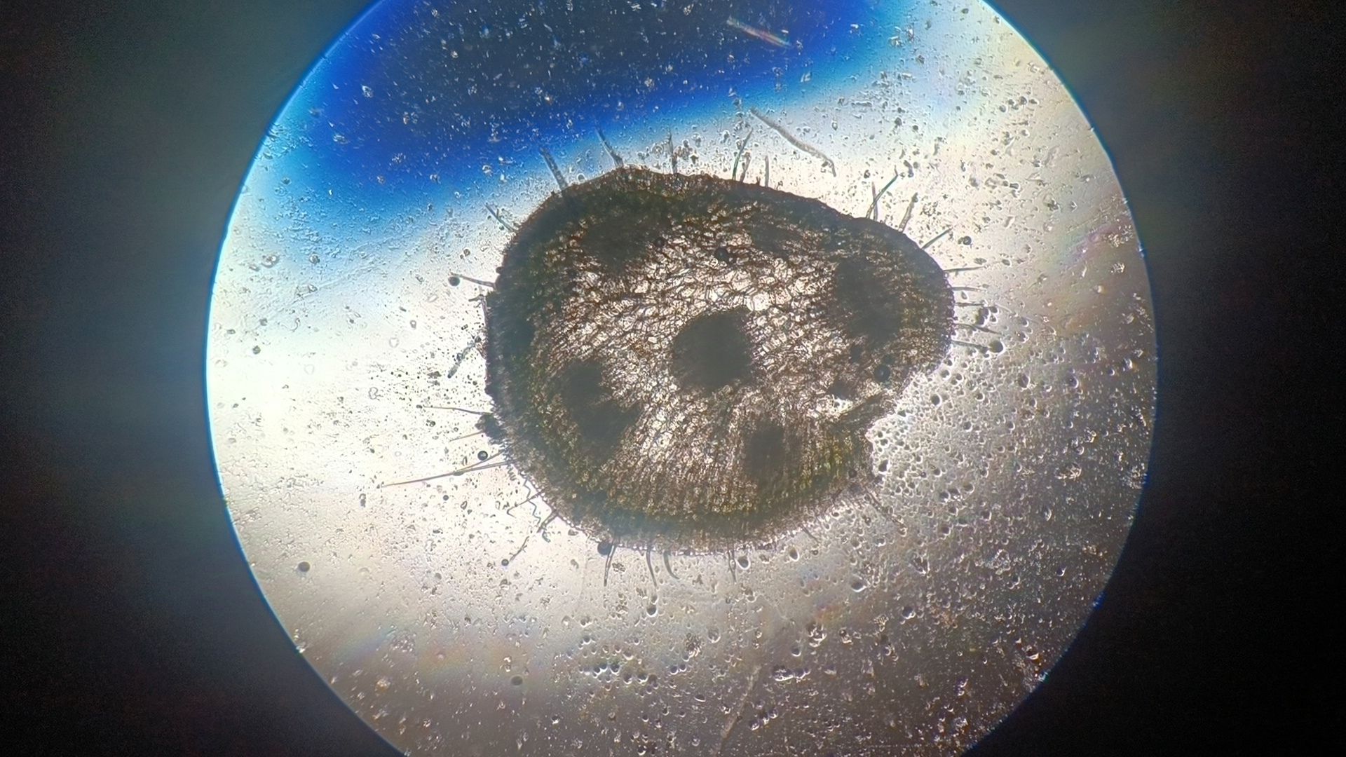 биология, школа, лобня, Фонд сохранения наследия Менделеева,