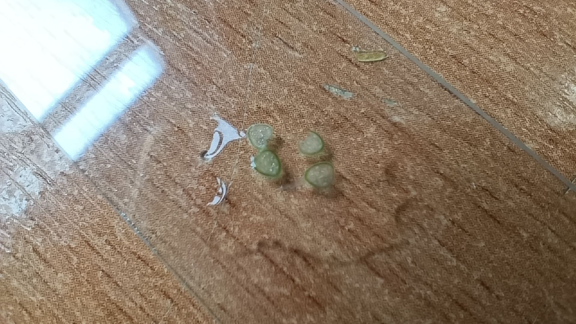 биология, школа, лобня, Фонд сохранения наследия Менделеева,