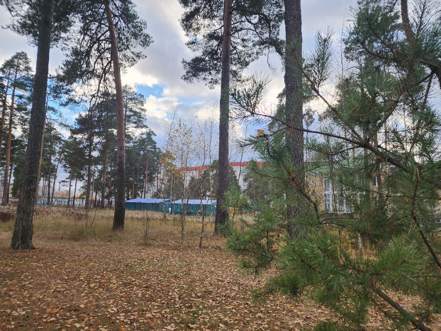 благоустройство, орехово зуево, Парковский лес,Вертикалка, вертикальное видео,