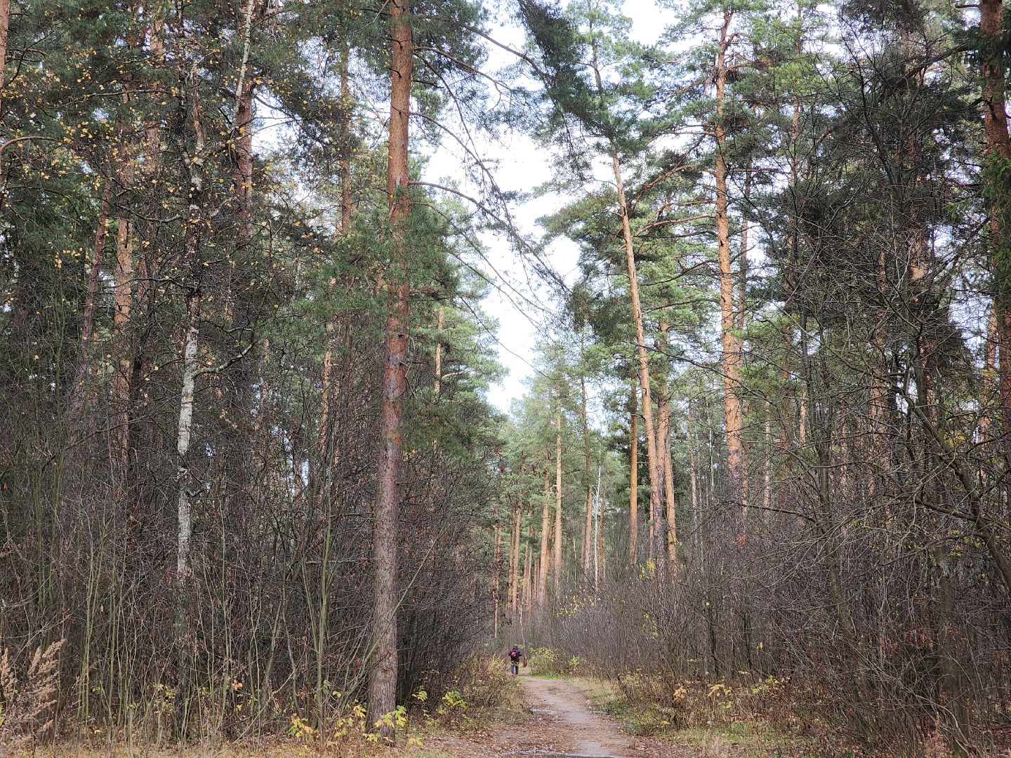 благоустройство, орехово зуево, Парковский лес,Вертикалка, вертикальное видео,