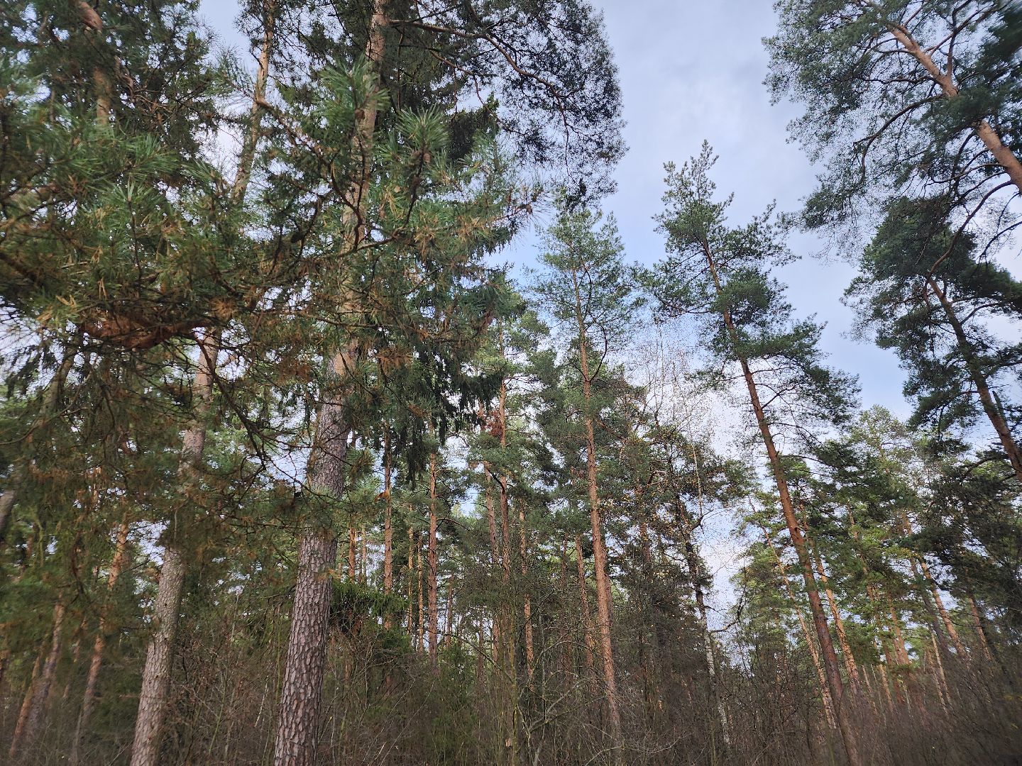 благоустройство, орехово зуево, Парковский лес,Вертикалка, вертикальное видео,
