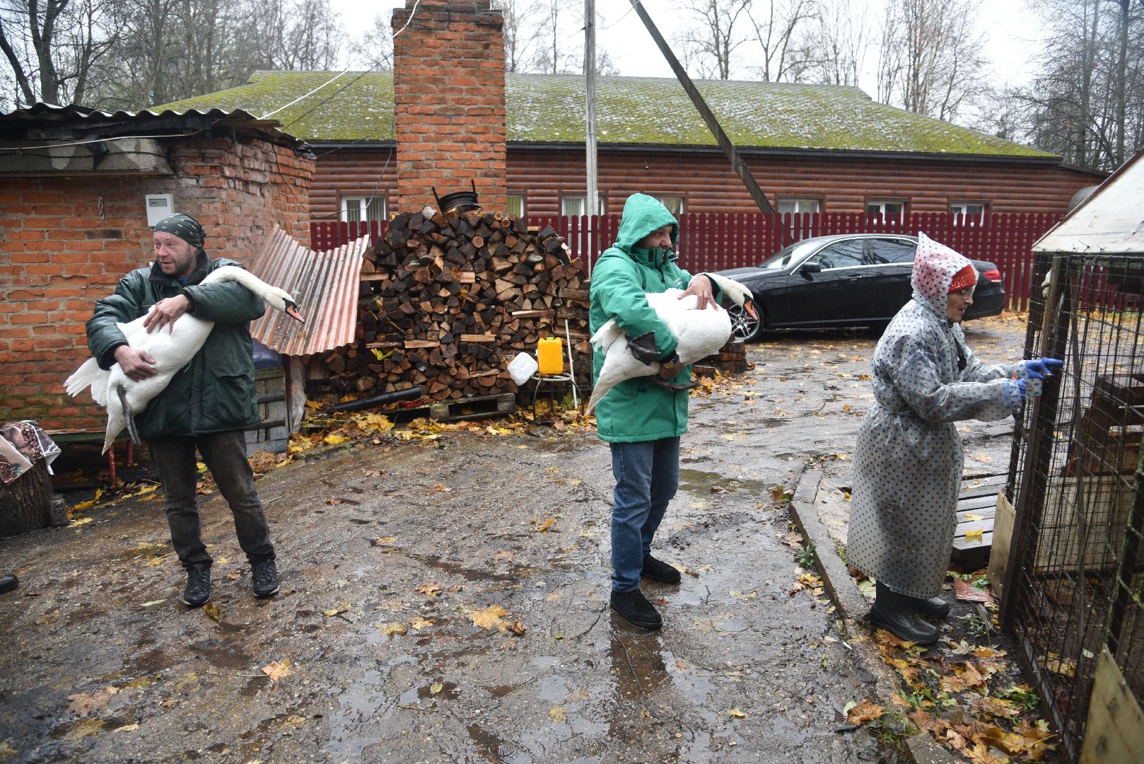 лотошино, лотошинский парк, лебеди, парки подмосковья, птицы подмосковья,