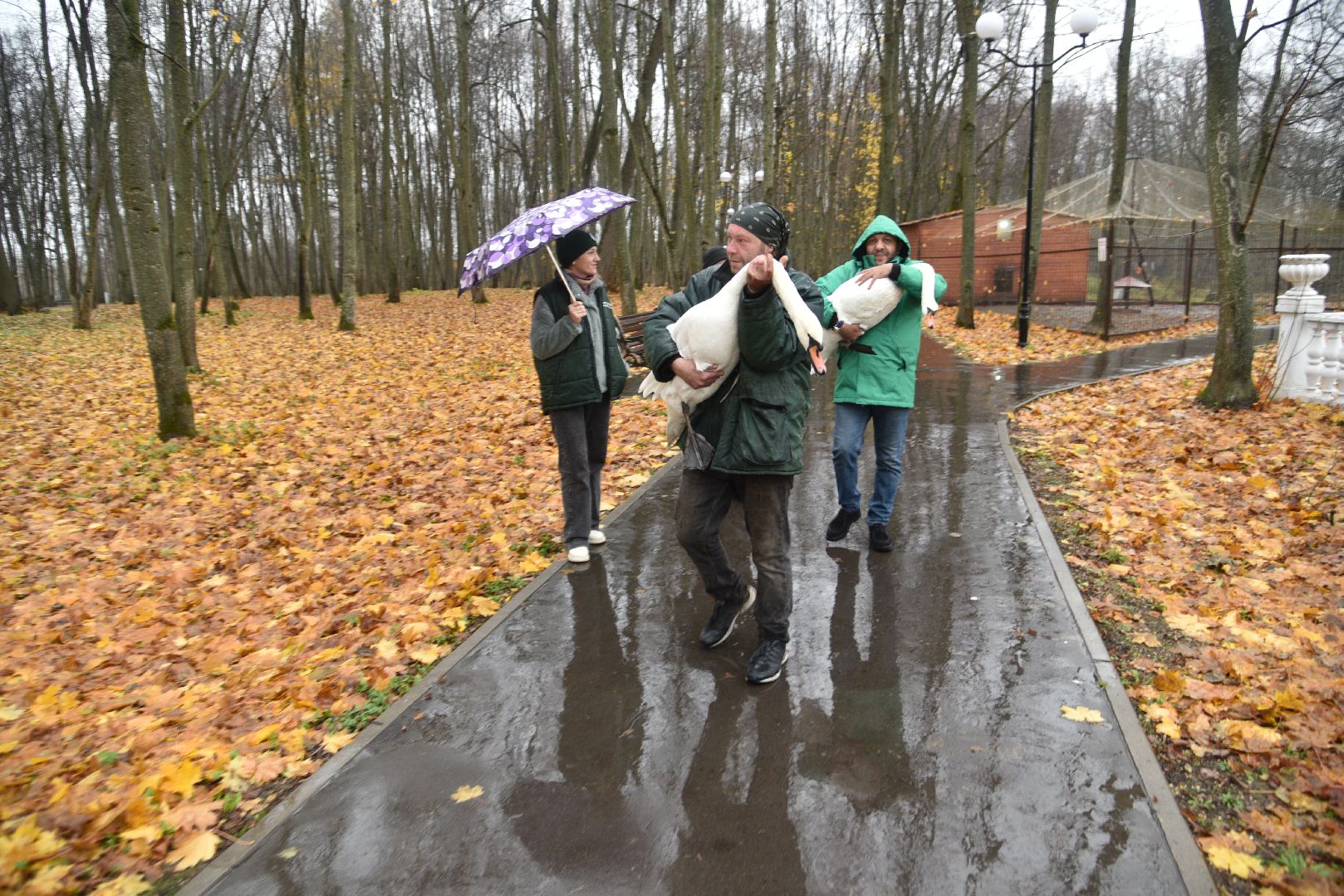 лотошино, лотошинский парк, лебеди, парки подмосковья, птицы подмосковья,