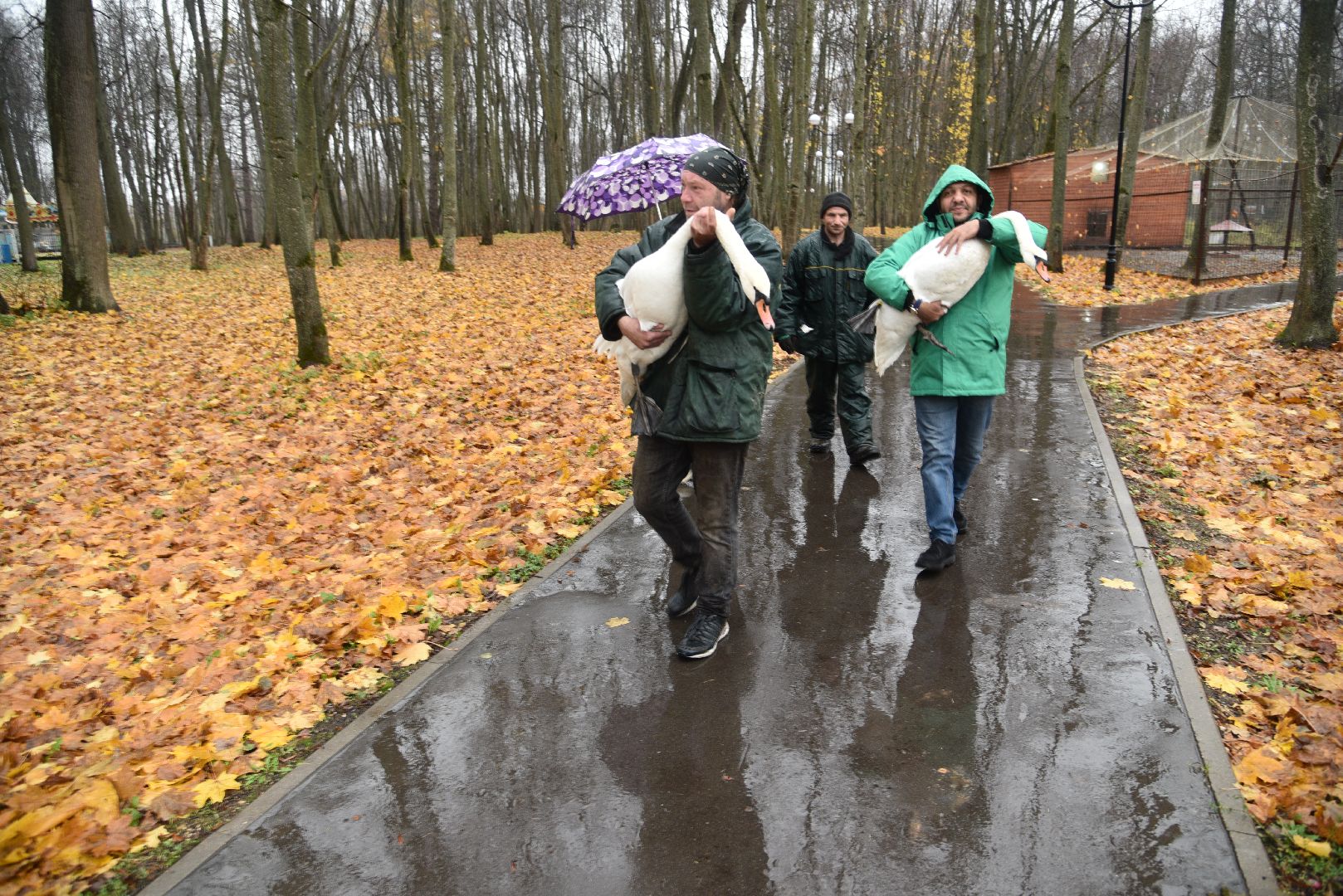 лотошино, лотошинский парк, лебеди, парки подмосковья, птицы подмосковья,