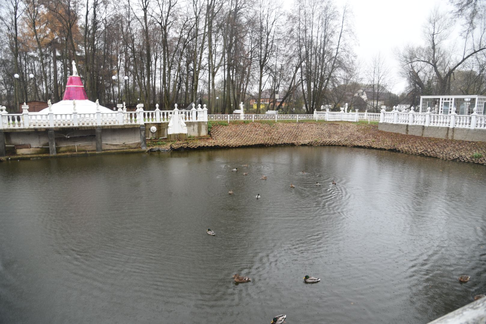 лотошино, лотошинский парк, лебеди, парки подмосковья, птицы подмосковья,