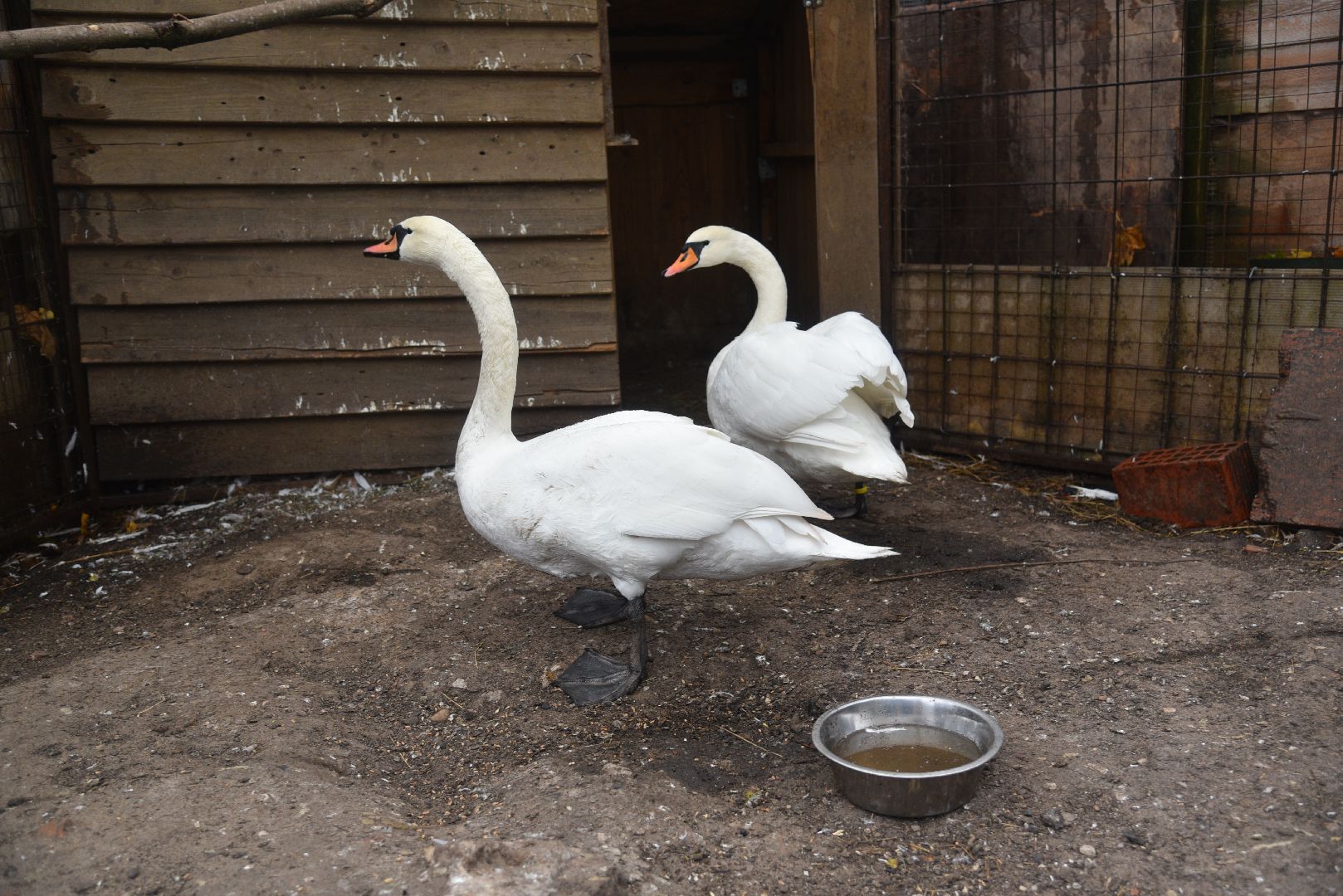 лотошино, лотошинский парк, лебеди, парки подмосковья, птицы подмосковья,