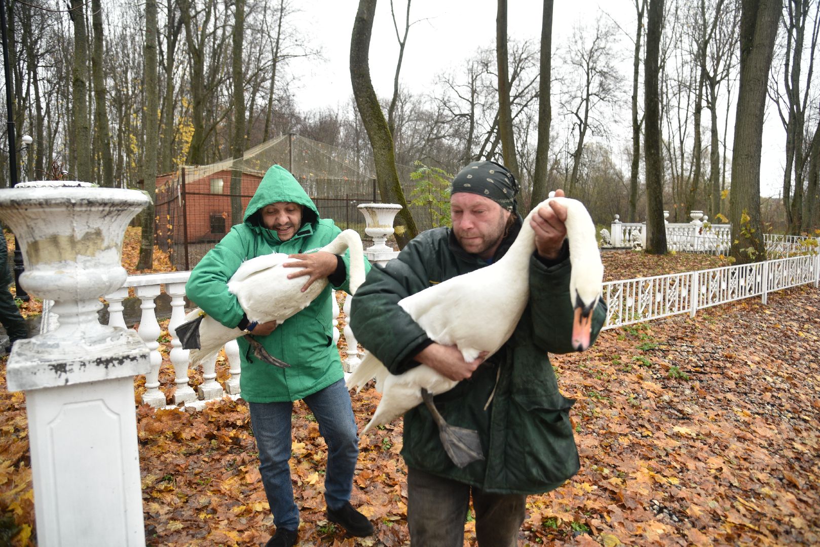 лотошино, лотошинский парк, лебеди, парки подмосковья, птицы подмосковья,