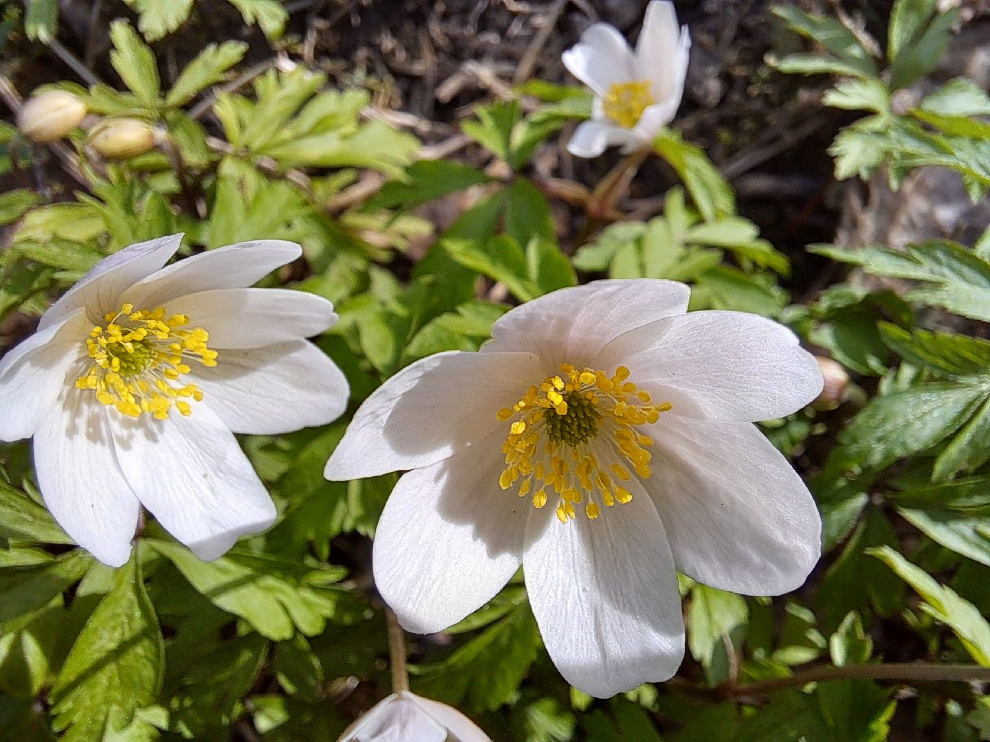 Ветреница дубравная, Красная книга, Цветы, Весна