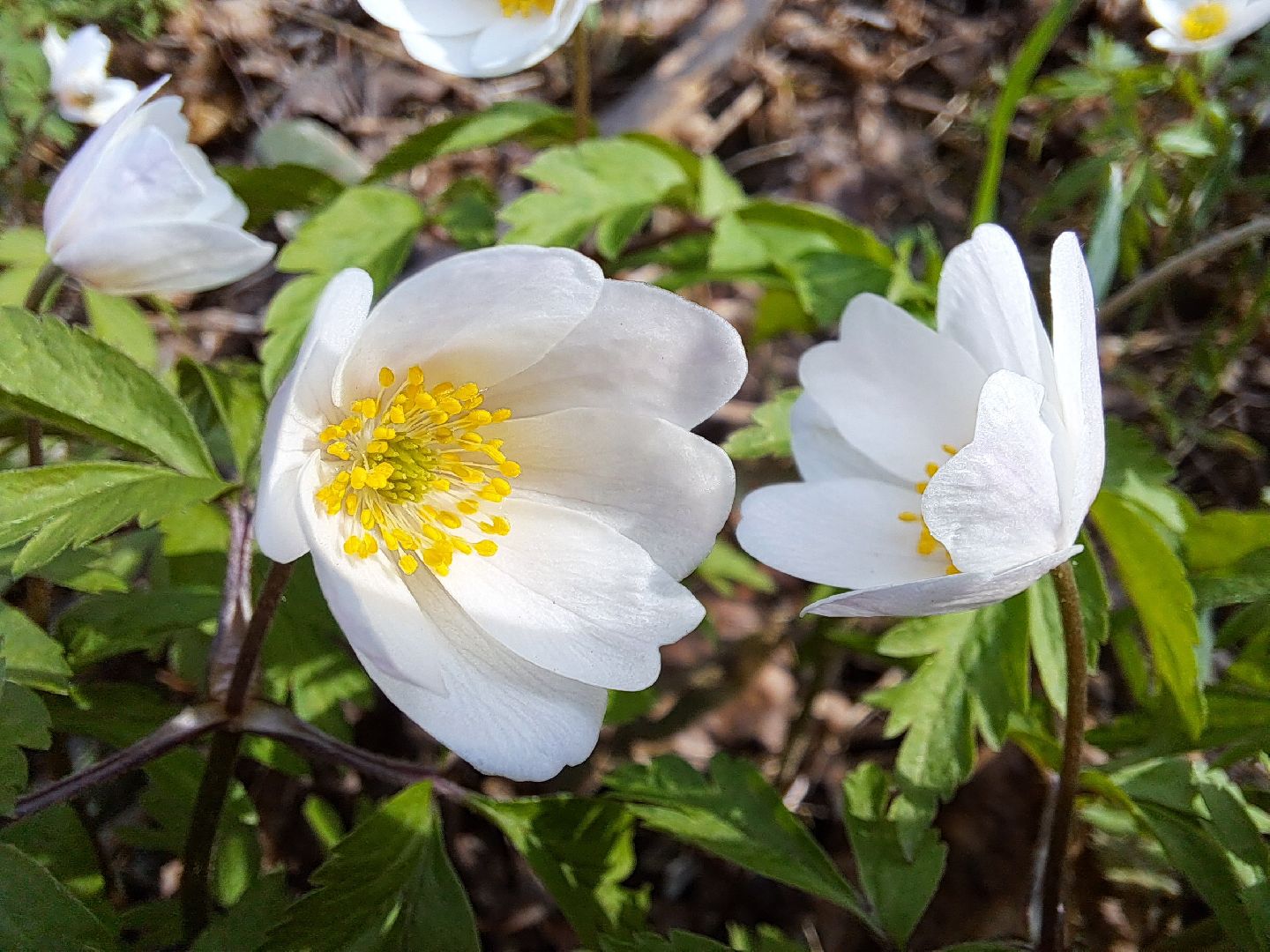 Ветреница дубравная, Красная книга, Цветы, Весна
