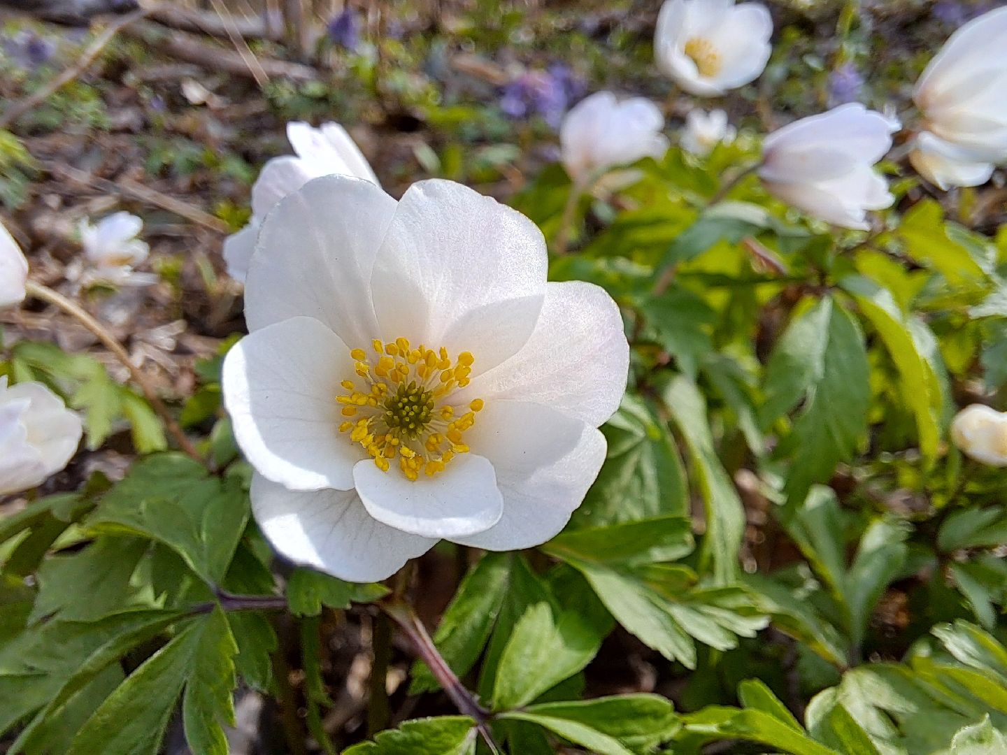 Ветреница дубравная, Красная книга, Цветы, Весна