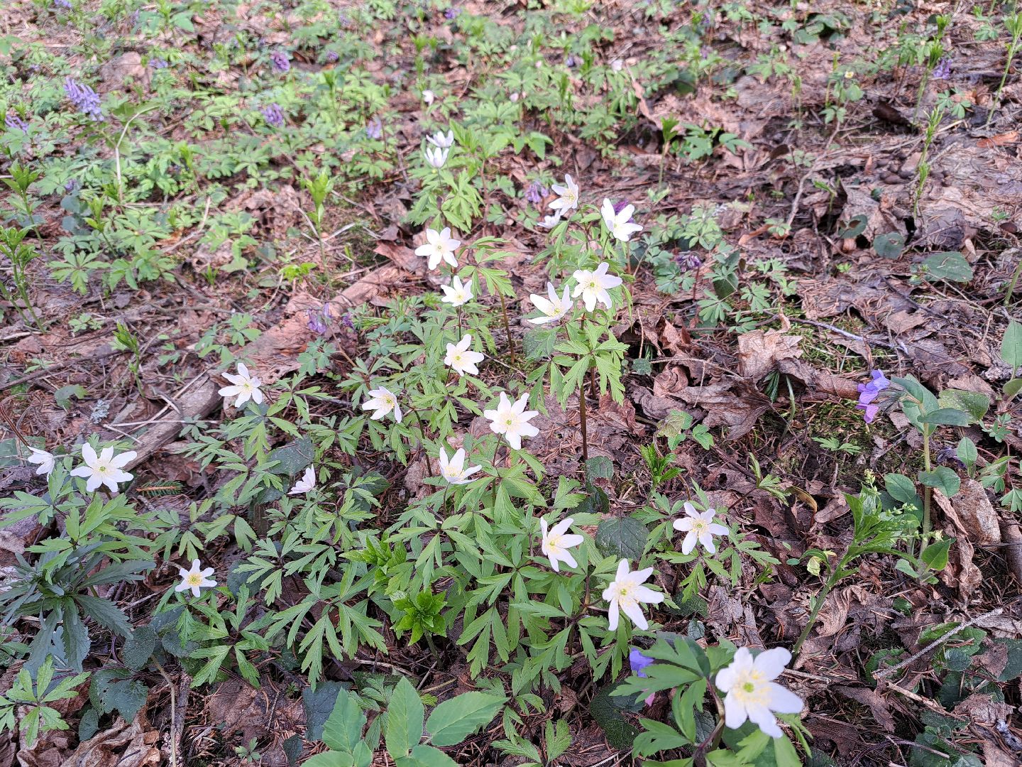 Ветреница дубравная, Красная книга, Цветы, Весна