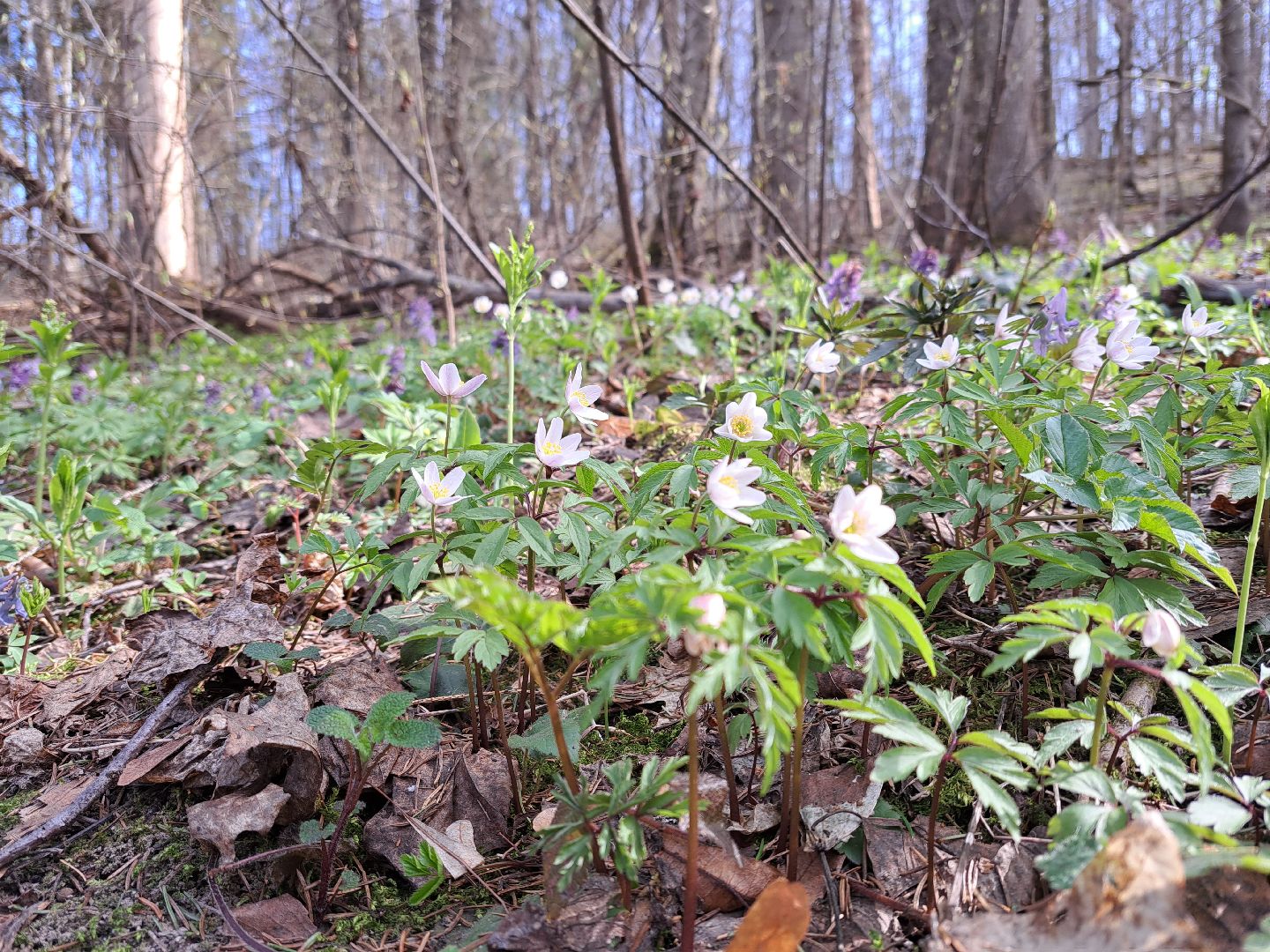 Ветреница дубравная, Красная книга, Цветы, Весна