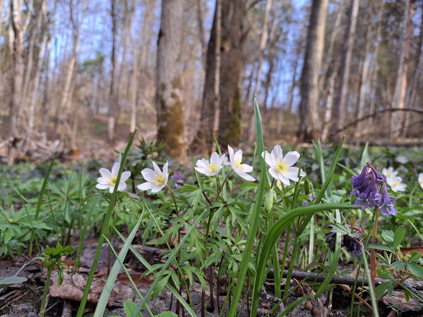 Ветреница дубравная, Красная книга, Цветы, Весна