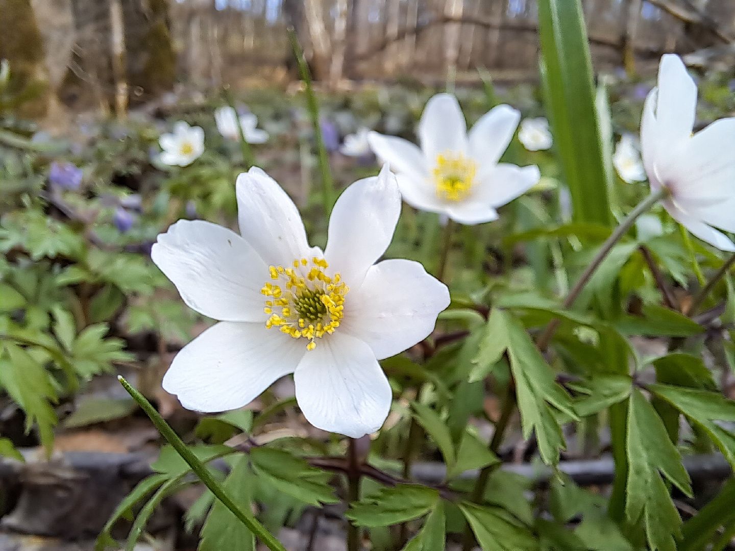Ветреница дубравная, Красная книга, Цветы, Весна