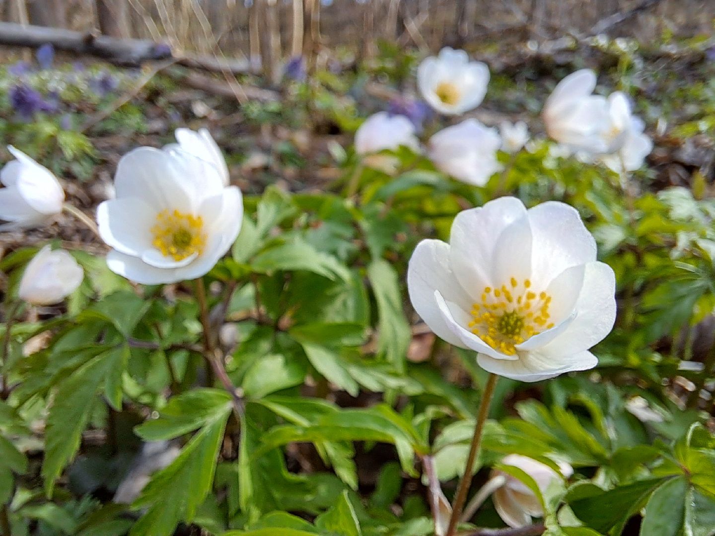 Ветреница дубравная, Красная книга, Цветы, Весна