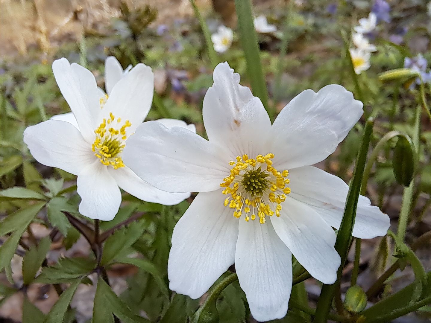 Ветреница дубравная, Красная книга, Цветы, Весна