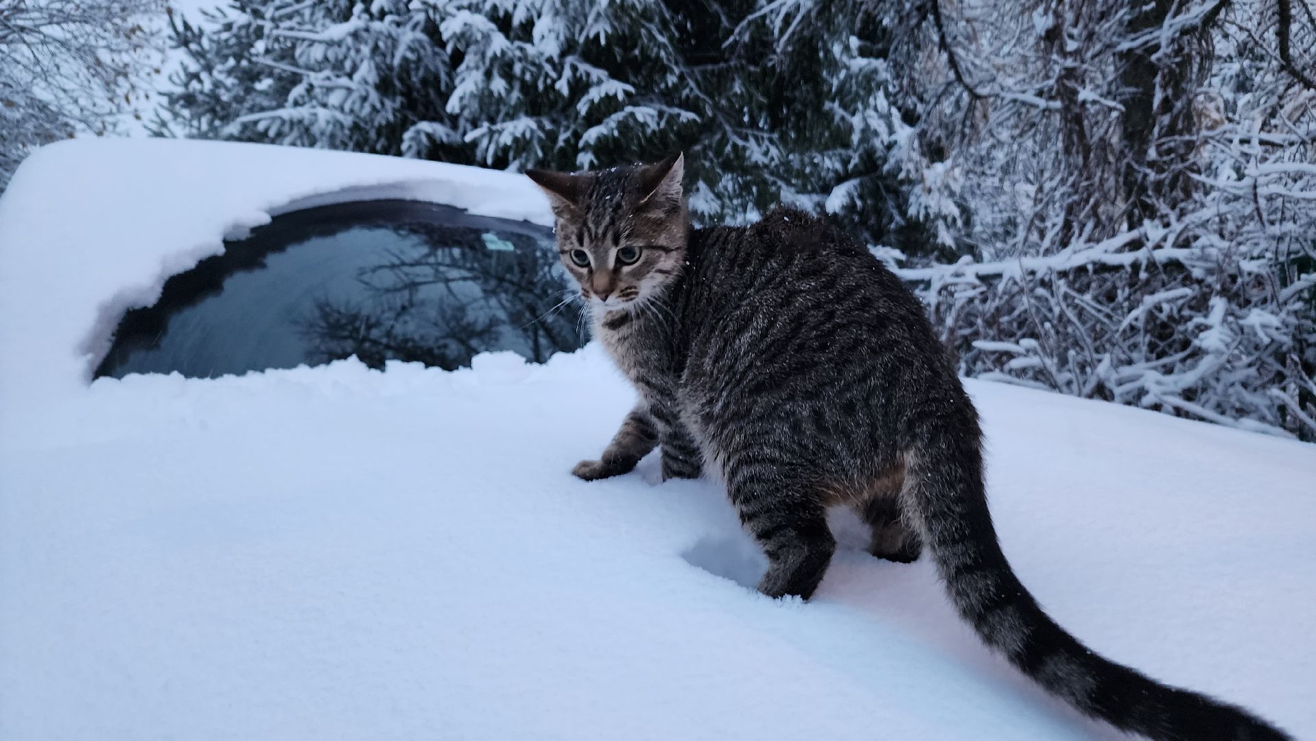 ступино, первый снег, уборка первого снега, вертикалка,