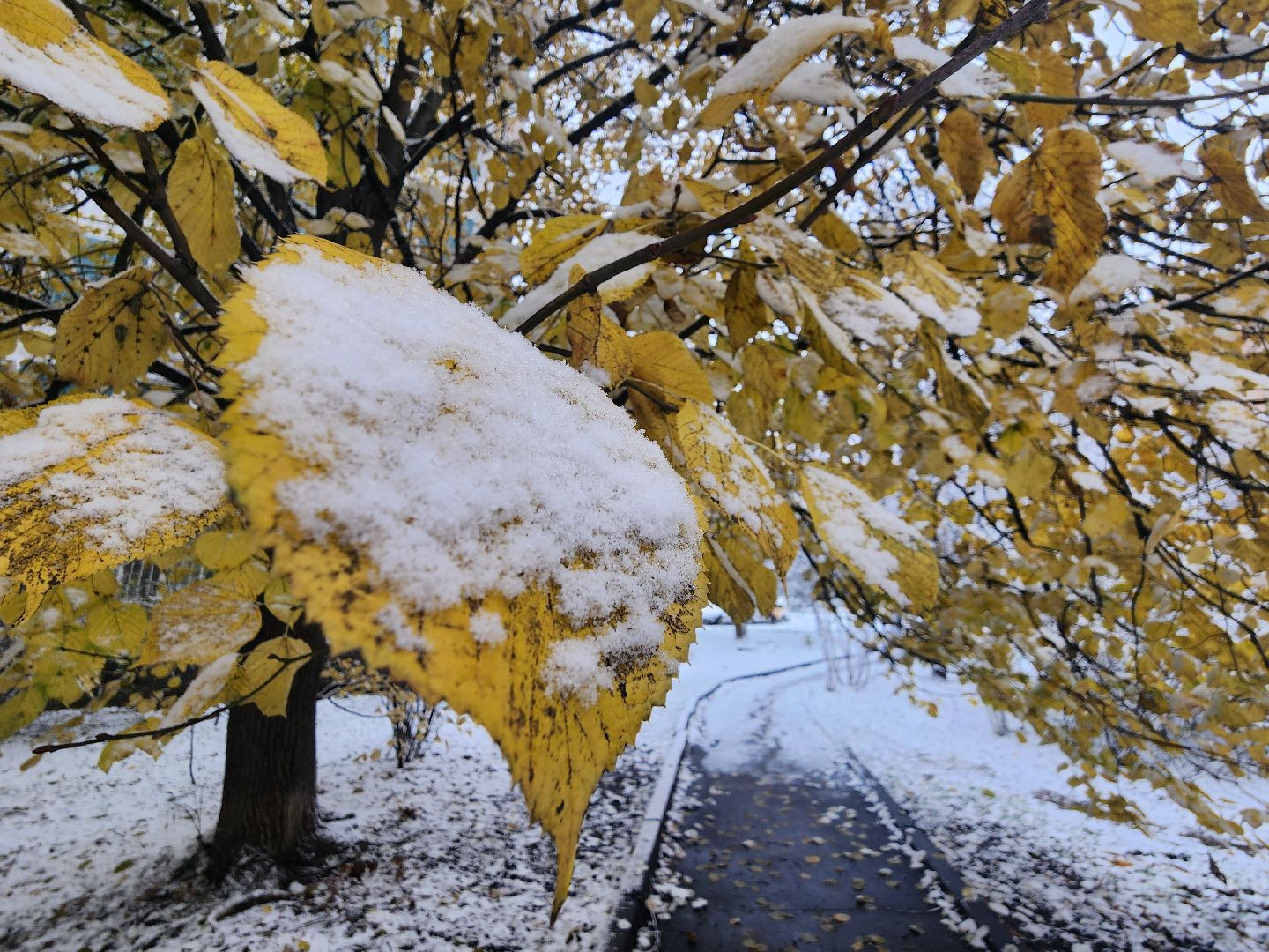 вертикалки, убирают снег,