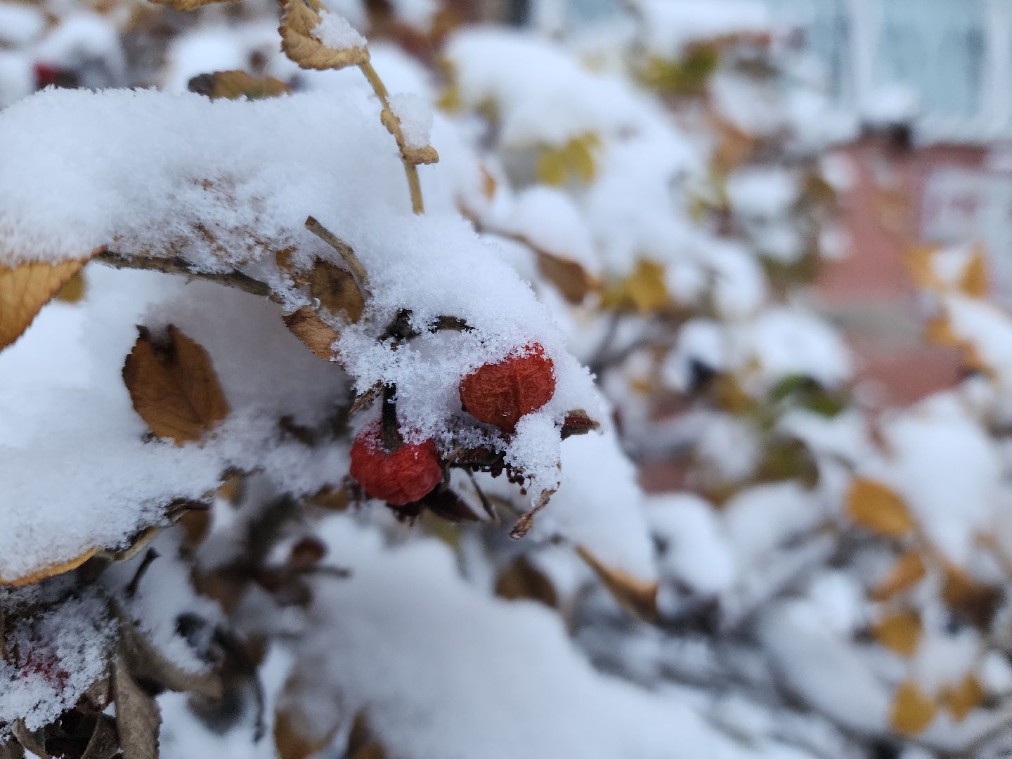 электросталь, первый снег, жкх, уборка снега, коммунальщики, коммунальные службы, коммунальные службы готовы к зиме, снегоуборочная техника, снегоуборочные машины, вертикалки