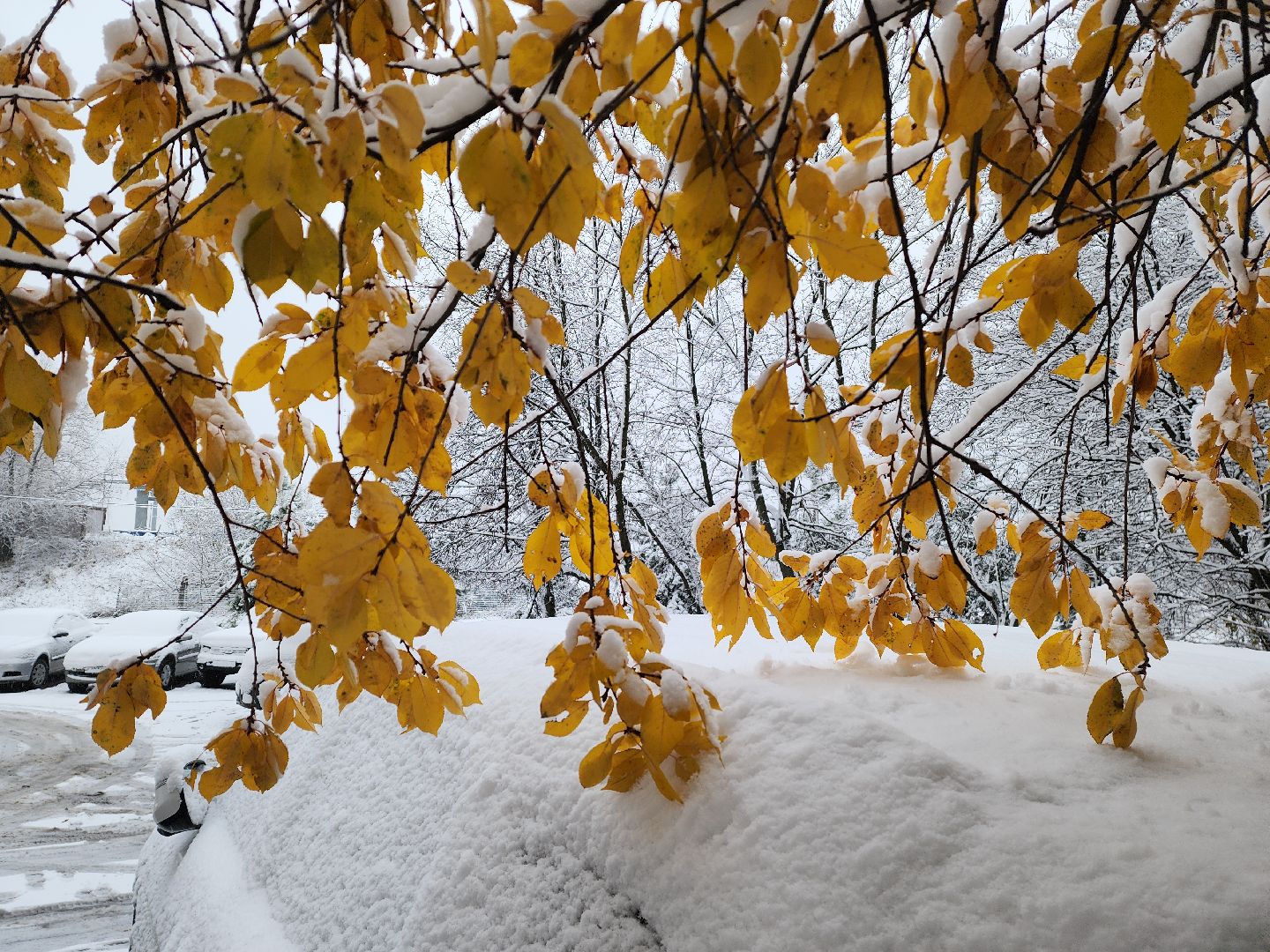 красногорск, снегопад, вертикалка, вертикальное видео, коммунальщики,ЖКХ, снегопад