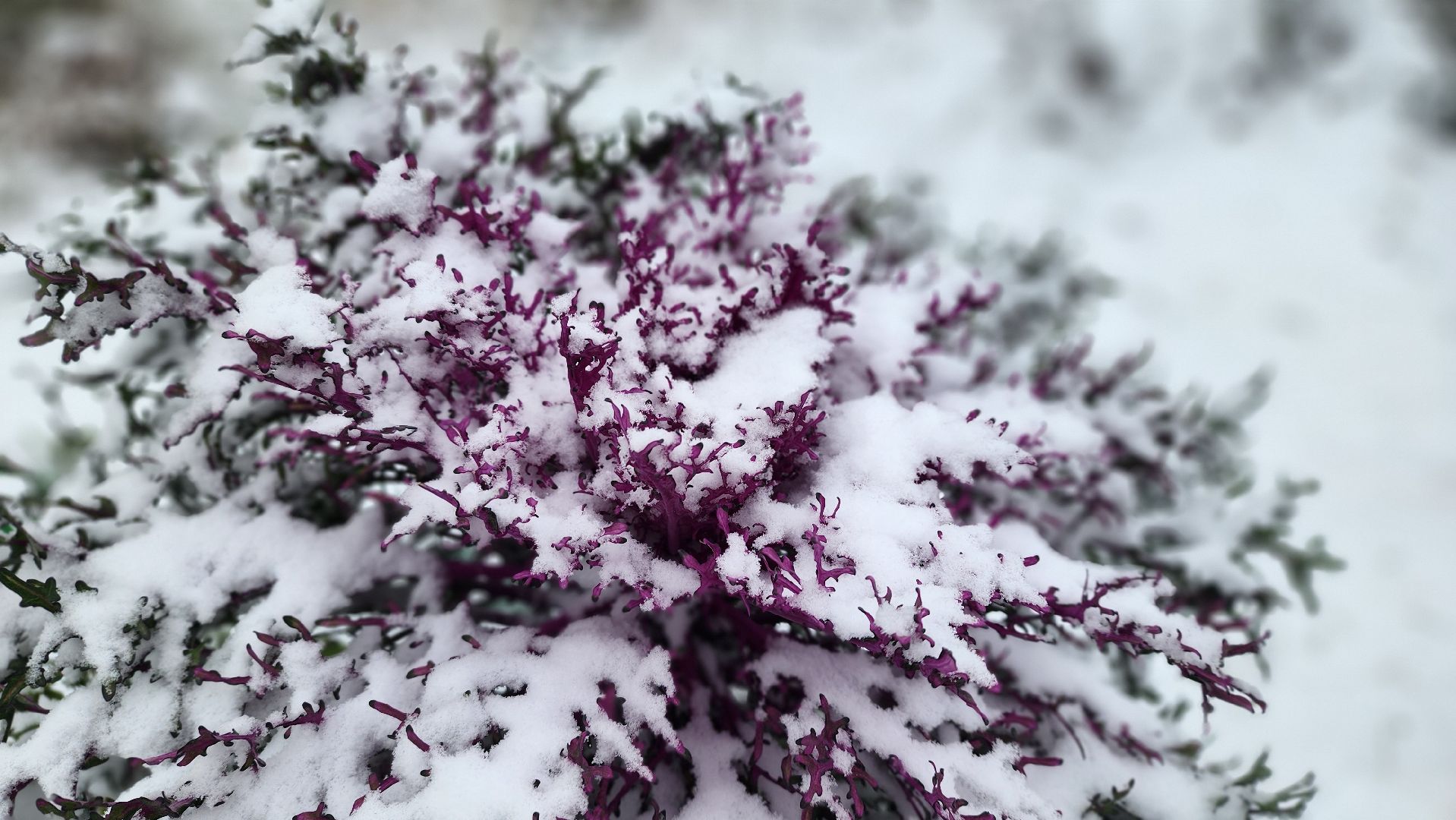 Снегопад, Рошаль, городской округ Шатура, уборка дворов, расчистка снега, вертикалкаЖКХ, коммунальная служба, коммунальная техника,
