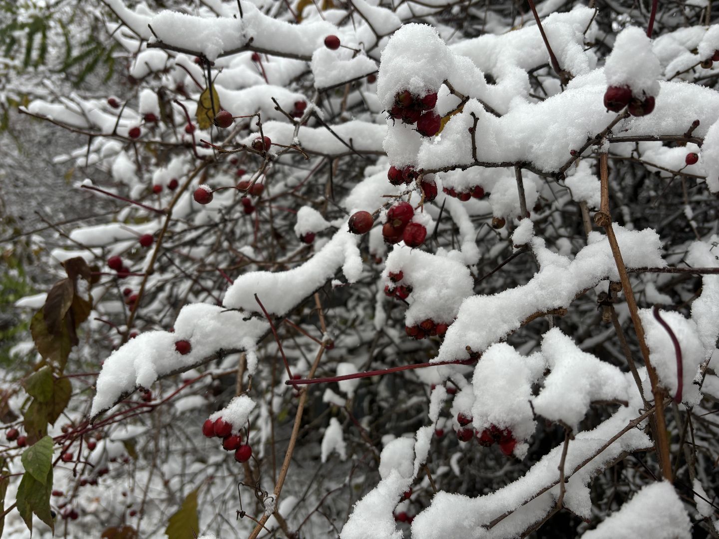 первый снег, снегопад, кучино, коммунальщики, вертикалки,