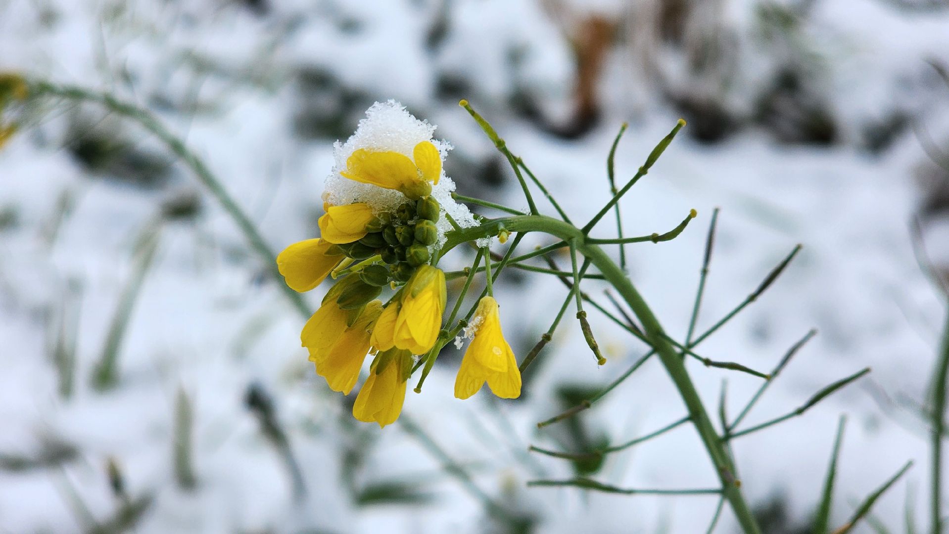 Первый снег, коммунальная служба, Парки, день народно единства, Лосино-Петровский, вертикалки,