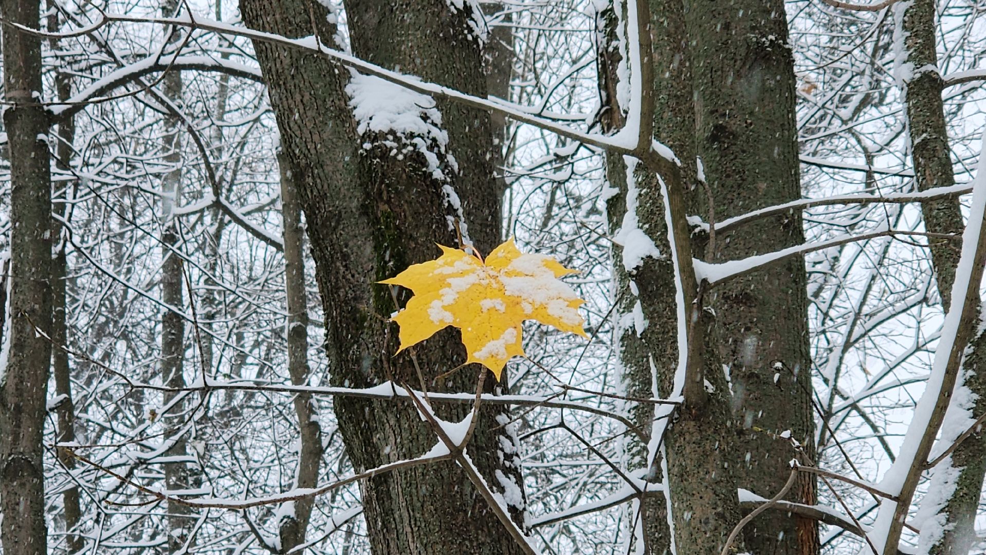 Первый снег, коммунальная служба, Парки, день народно единства, Лосино-Петровский, вертикалки,