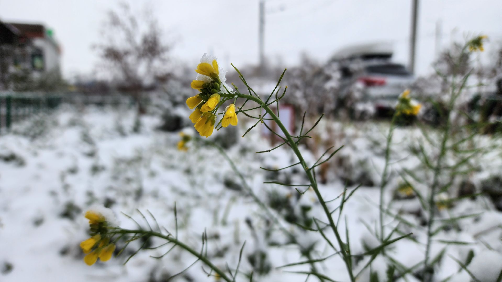 Первый снег, коммунальная служба, Парки, день народно единства, Лосино-Петровский, вертикалки,