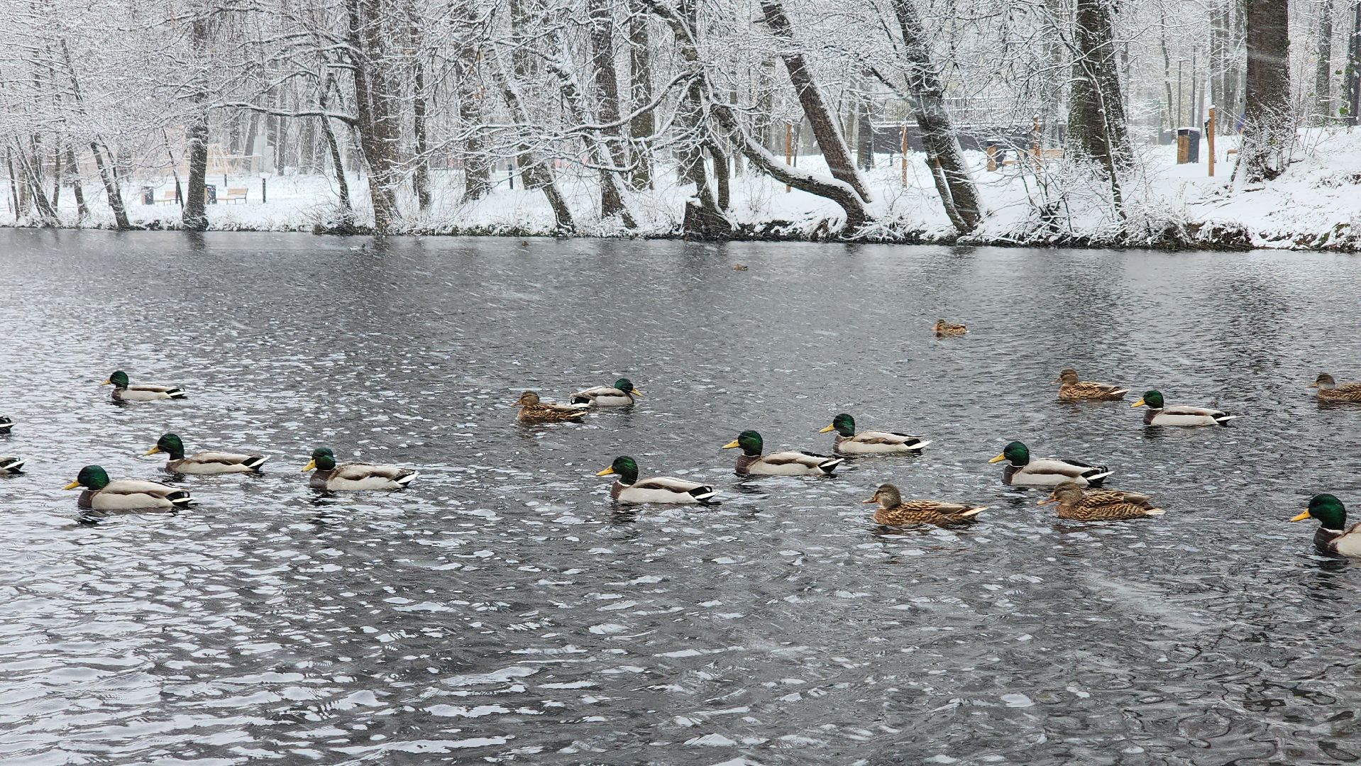 Первый снег, коммунальная служба, Парки, день народно единства, Лосино-Петровский, вертикалки,
