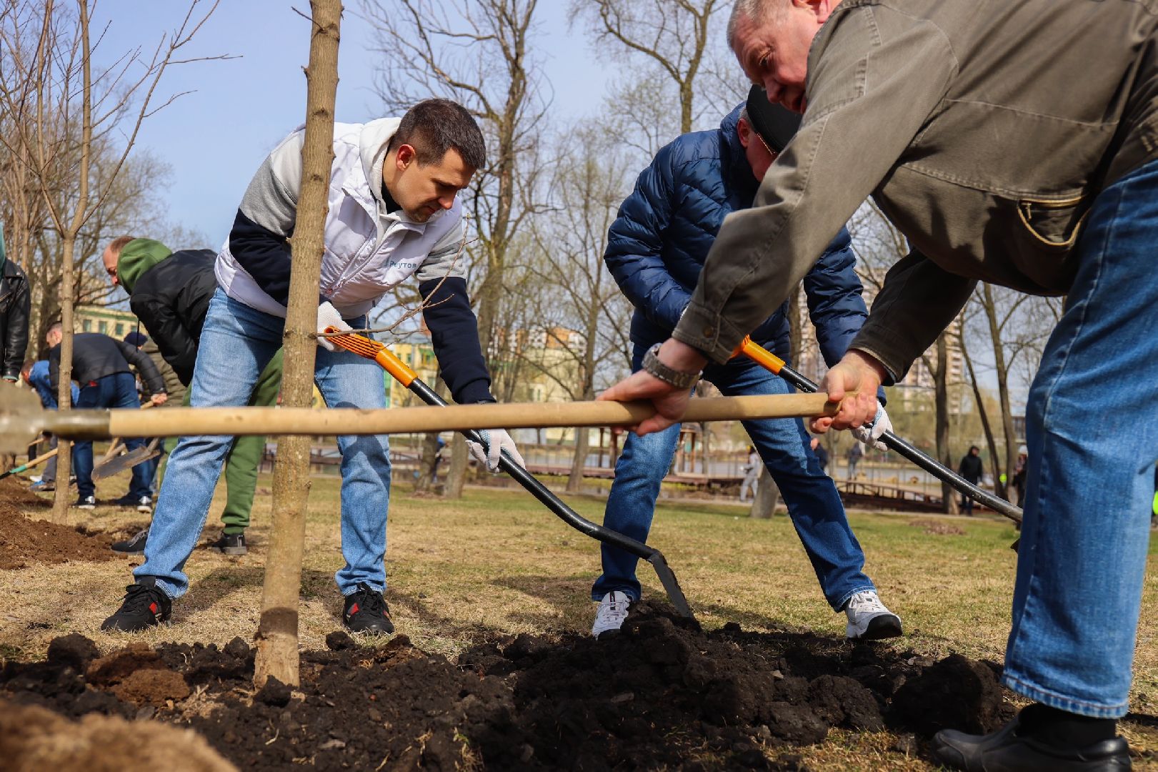 Реутов, высадка деревьев, клёны, Фабричный пруд