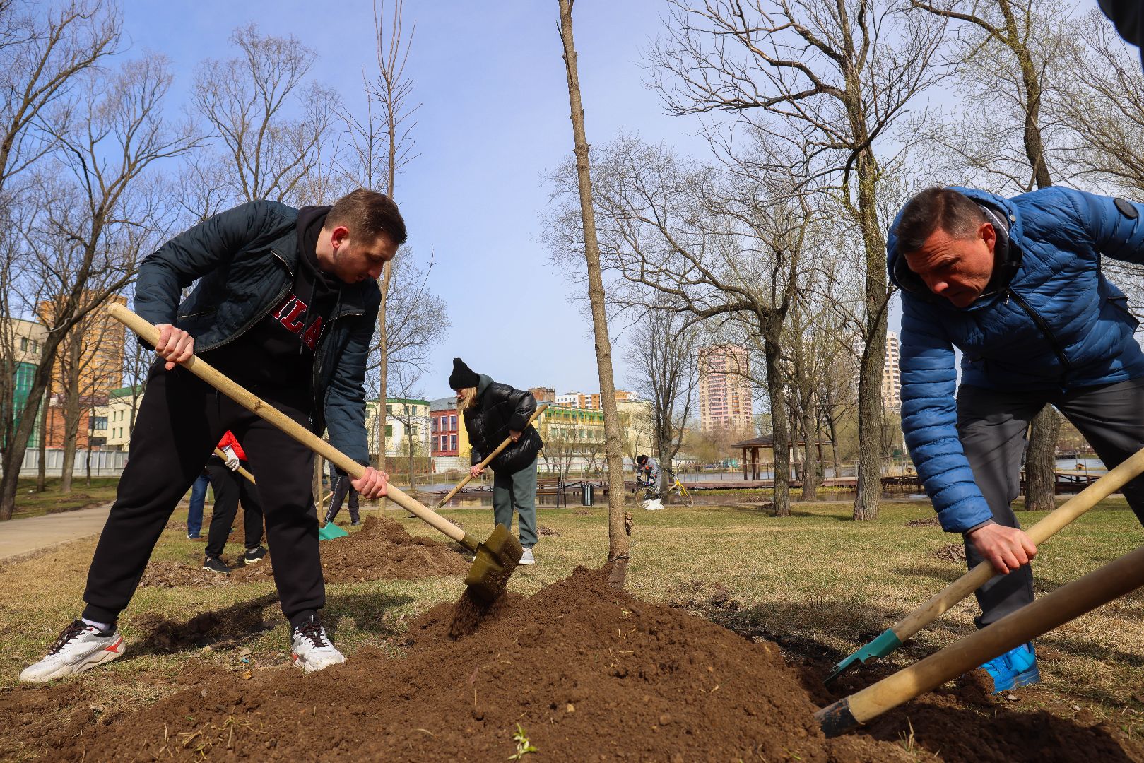 Реутов, высадка деревьев, клёны, Фабричный пруд
