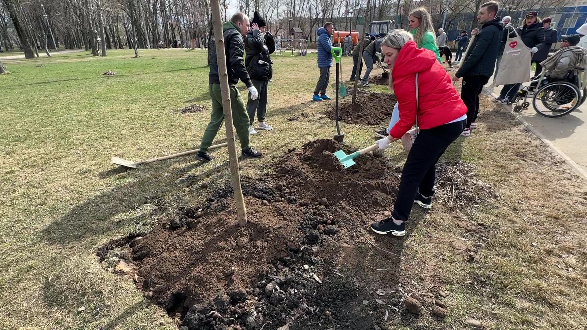 Реутов, высадка деревьев, клёны, Фабричный пруд