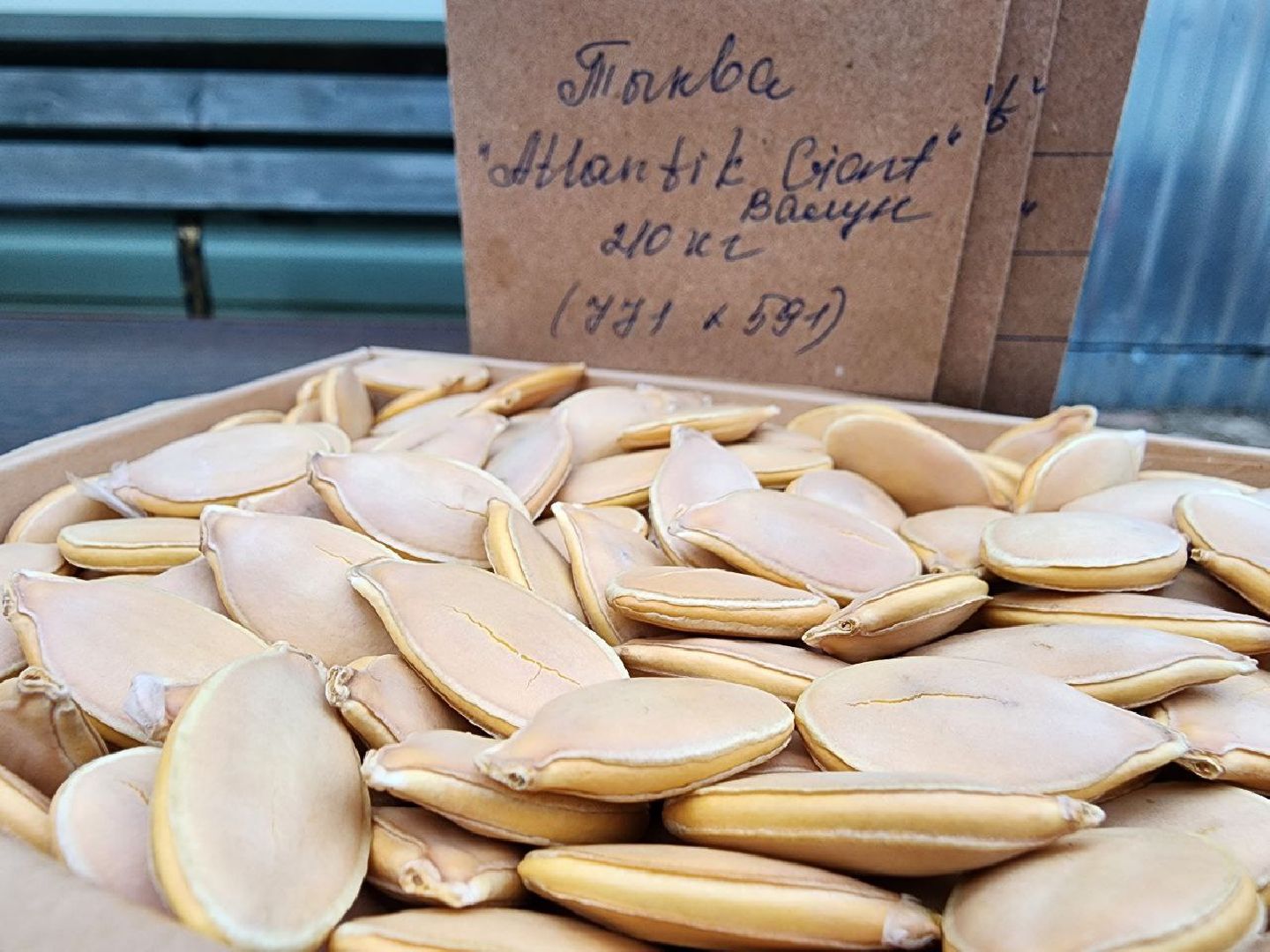 можайск, можайский городской округ, подмосковье, тыква-гигант, спецоперация, помощь сво, благотворительность, акция, доброе дело, урожай гигантских овощей, помощь курской и белгородской областям,