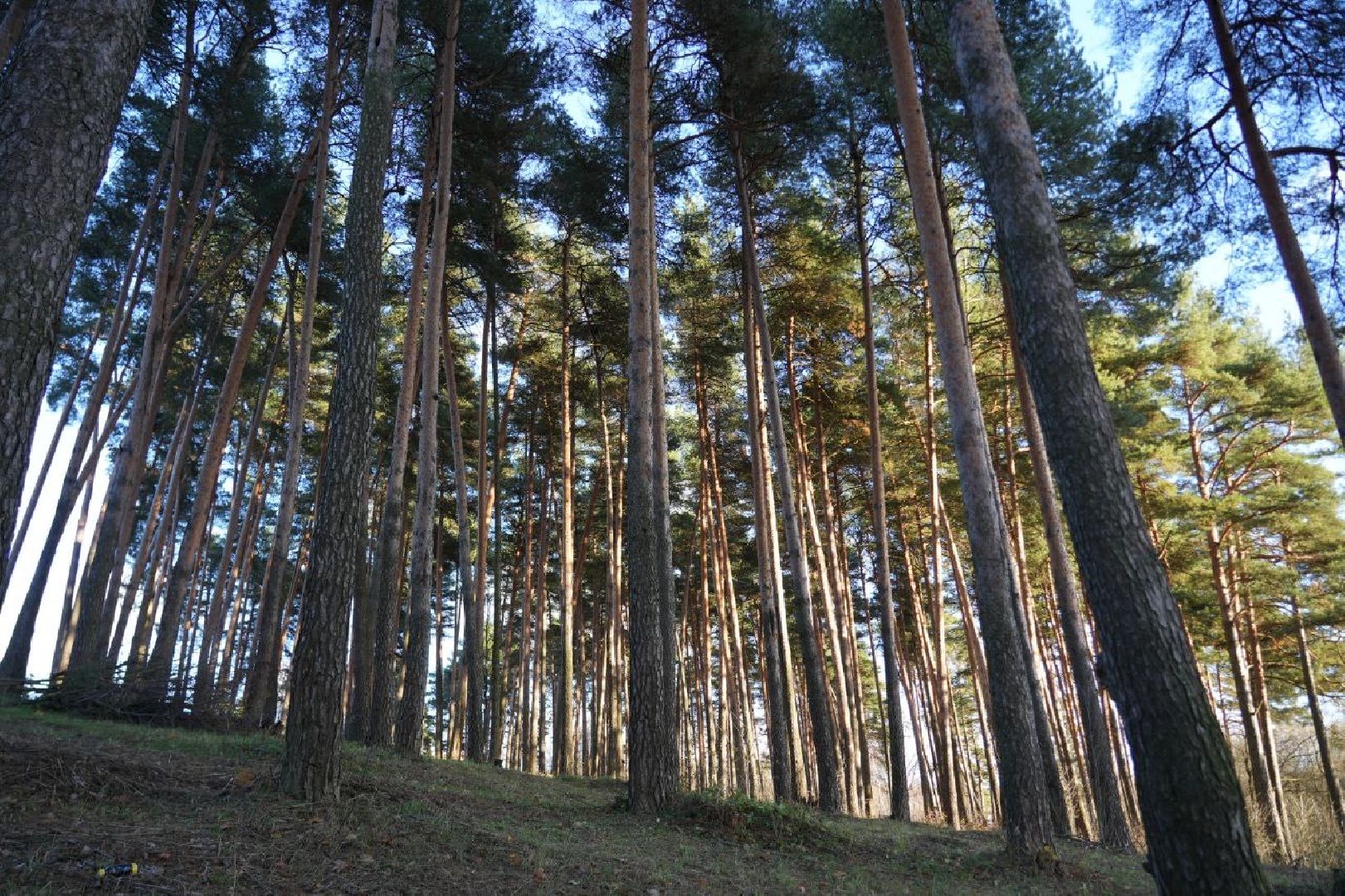 Благоустройство, Народная тропа, Сергиев Посад, Сергиево-Посадский городской округ, Экотропа, Экология, Природа, вертикалки,