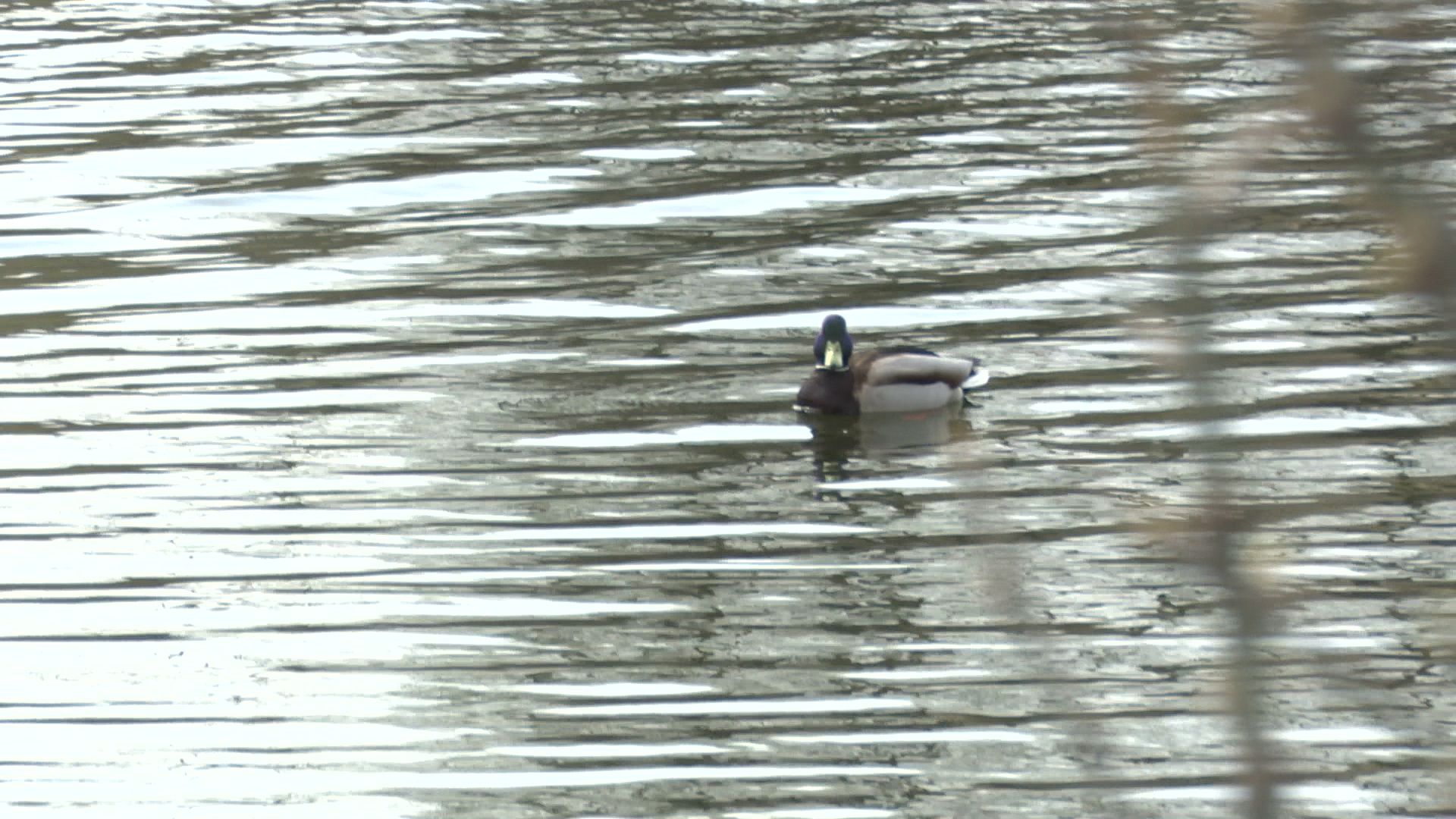 Реутов, месяц чистоты, благоустройство, субботник, мусор, грязь