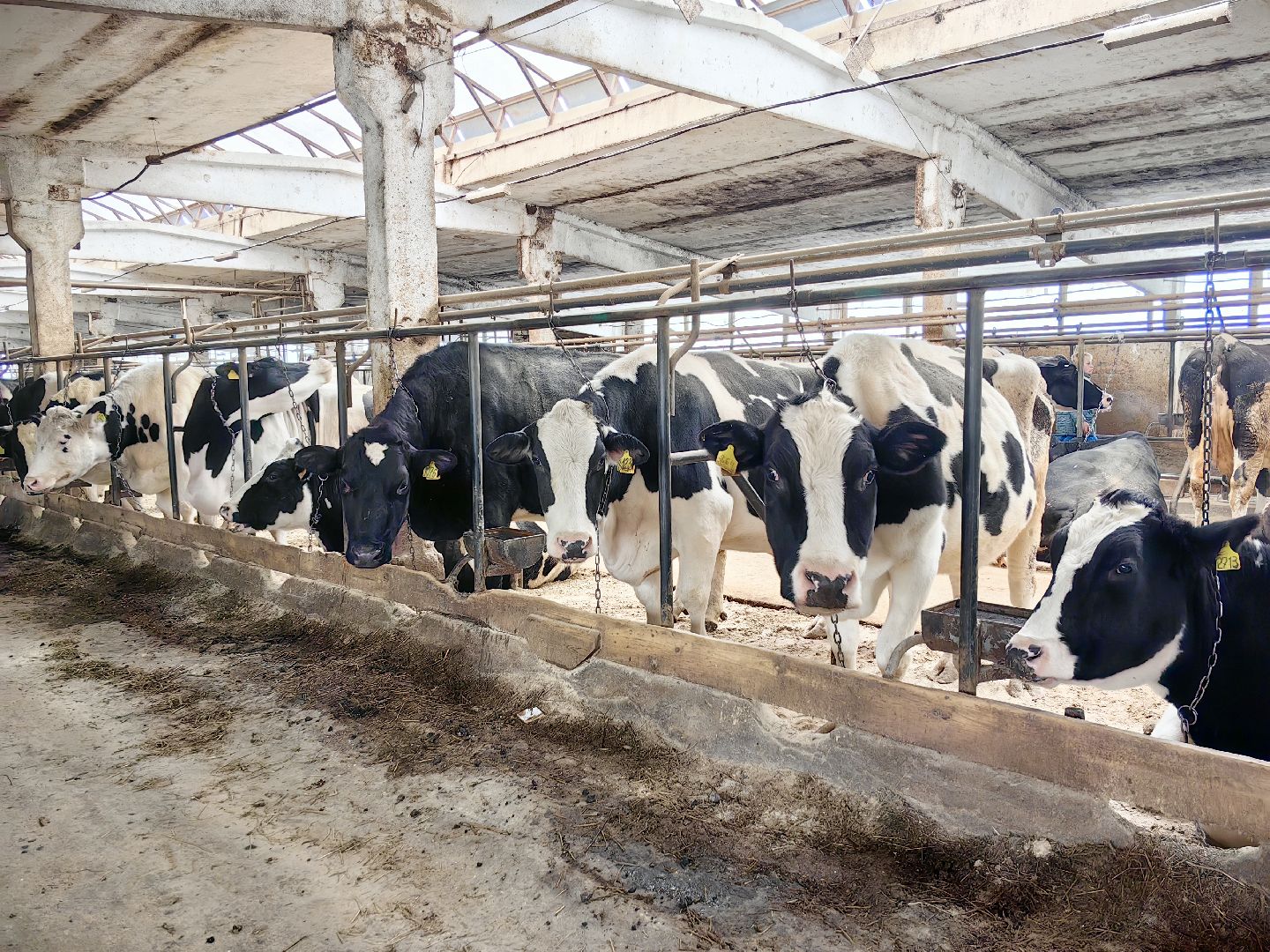 крупный рогатый коровник, ферма, удой, молоко, продукция, вертикалки