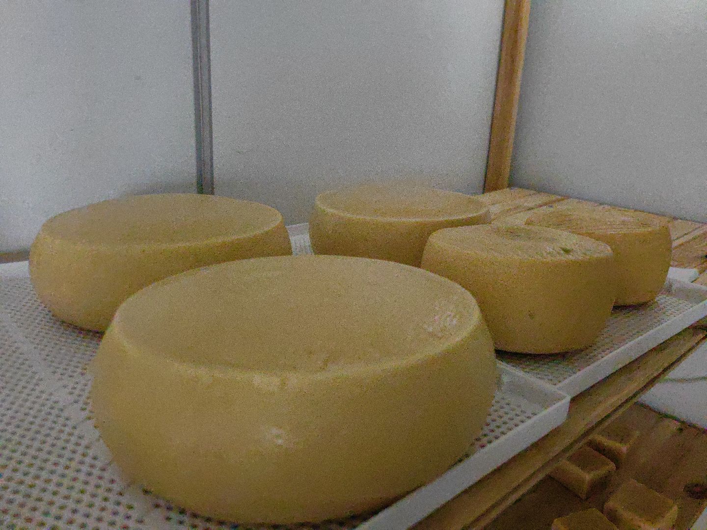 крупный рогатый коровник, ферма, удой, молоко, продукция, вертикалки