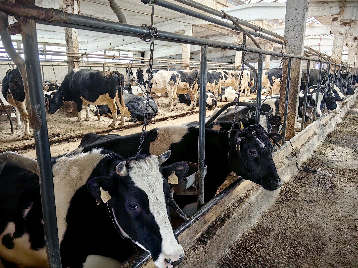 крупный рогатый коровник, ферма, удой, молоко, продукция, вертикалки