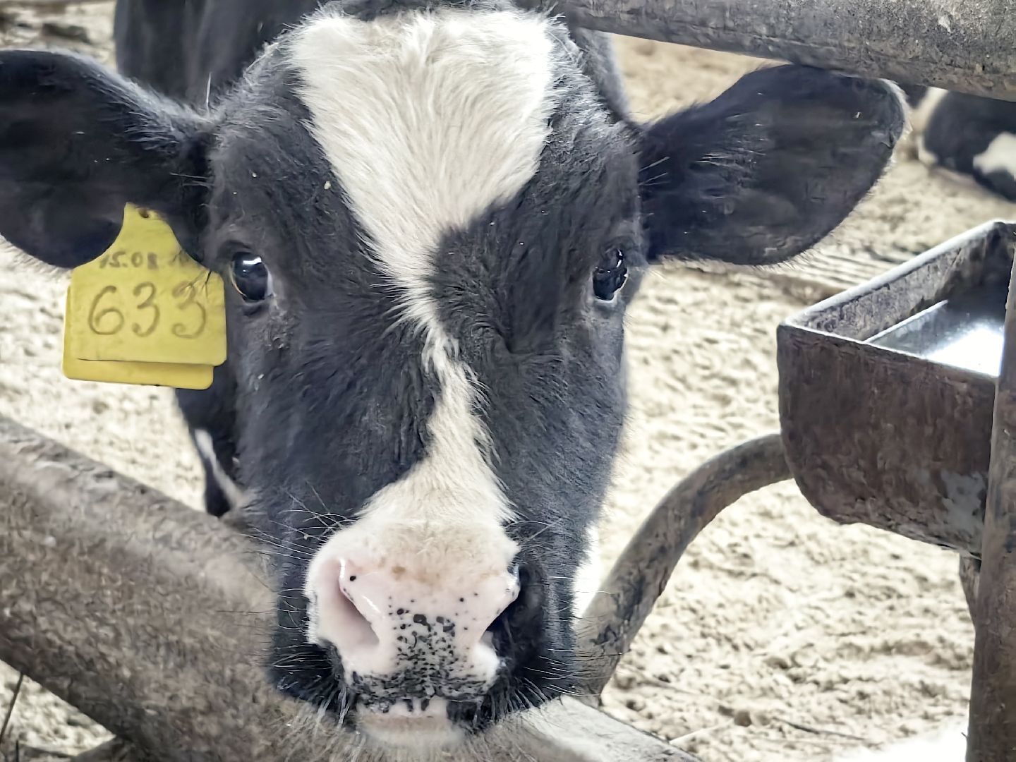 крупный рогатый коровник, ферма, удой, молоко, продукция, вертикалки