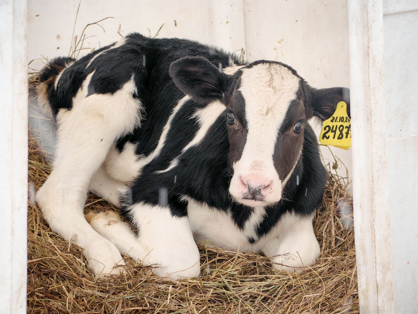 крупный рогатый коровник, ферма, удой, молоко, продукция, вертикалки